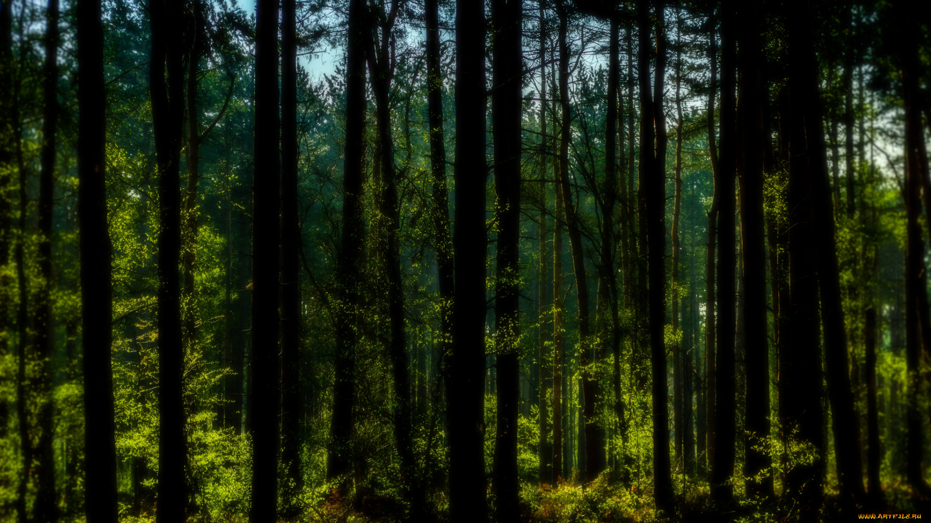природа, лес, деревья