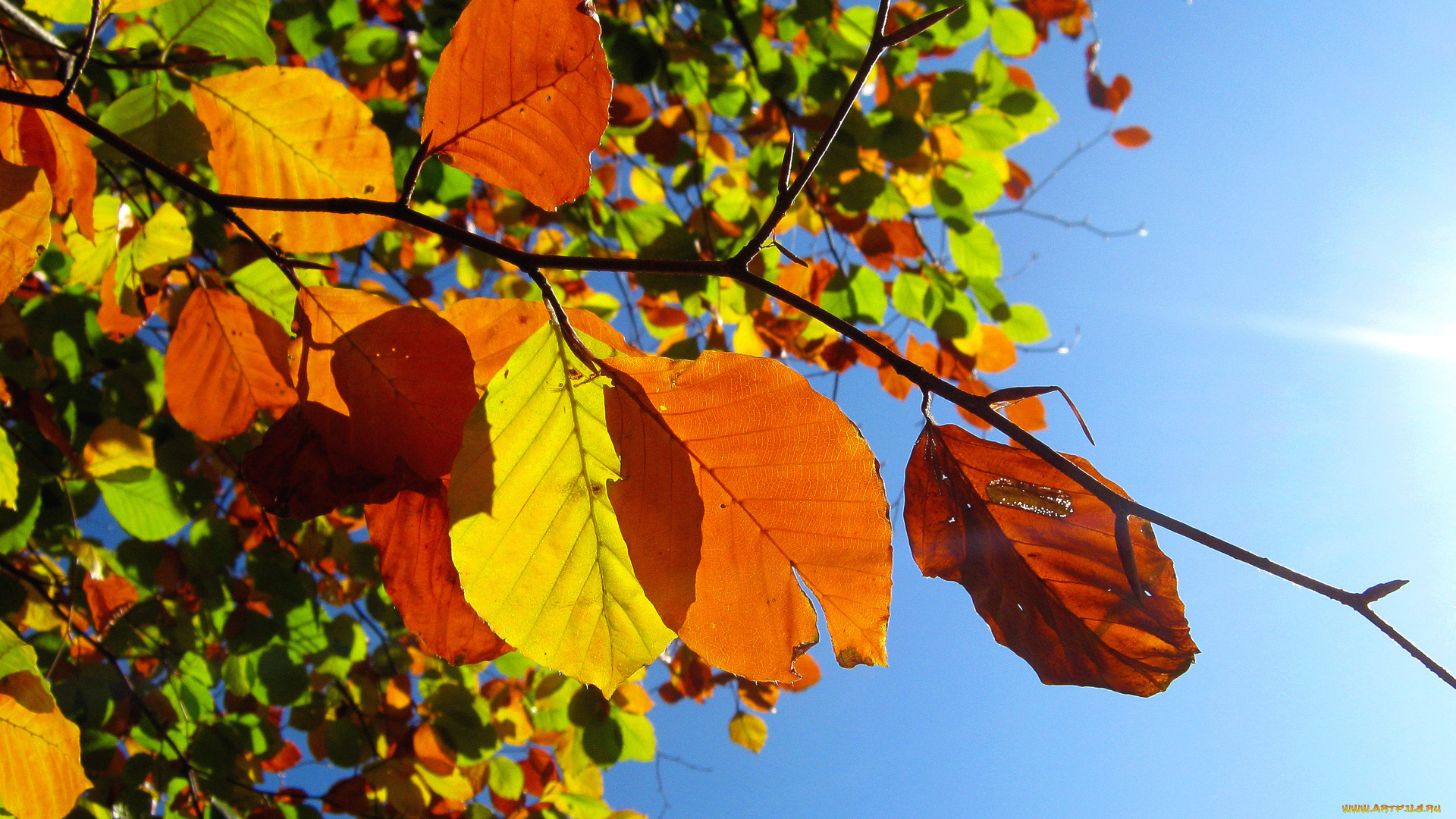 природа, листья, осень, небо