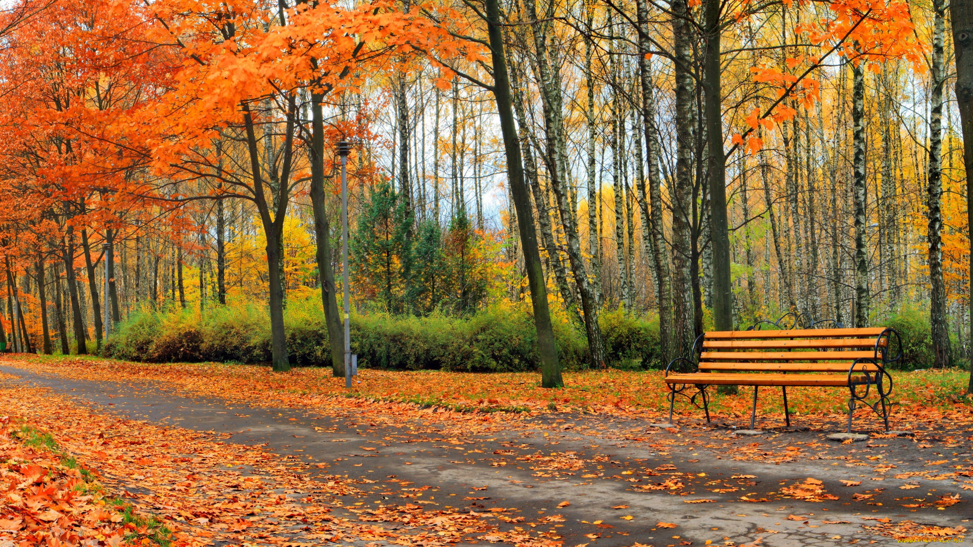 природа, парк, park, листья, деревья, осень, leaves, landscape, nature, tree, autumn