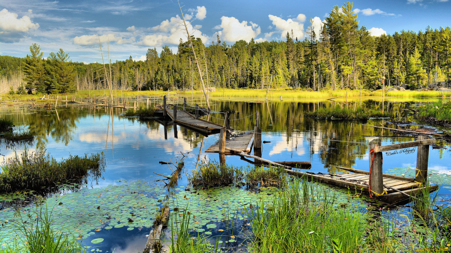 природа, реки, озера, река, лес