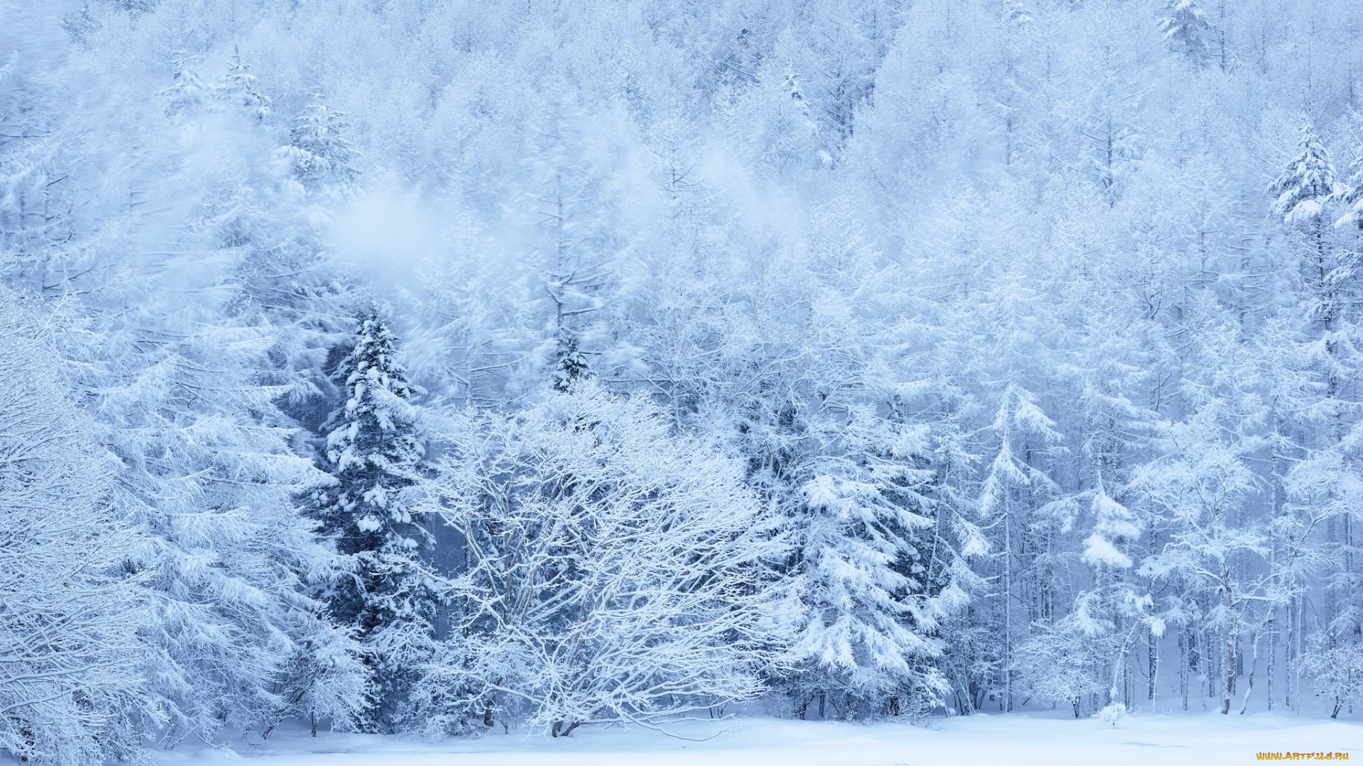 природа, зима, снег, склон, деревья, лес
