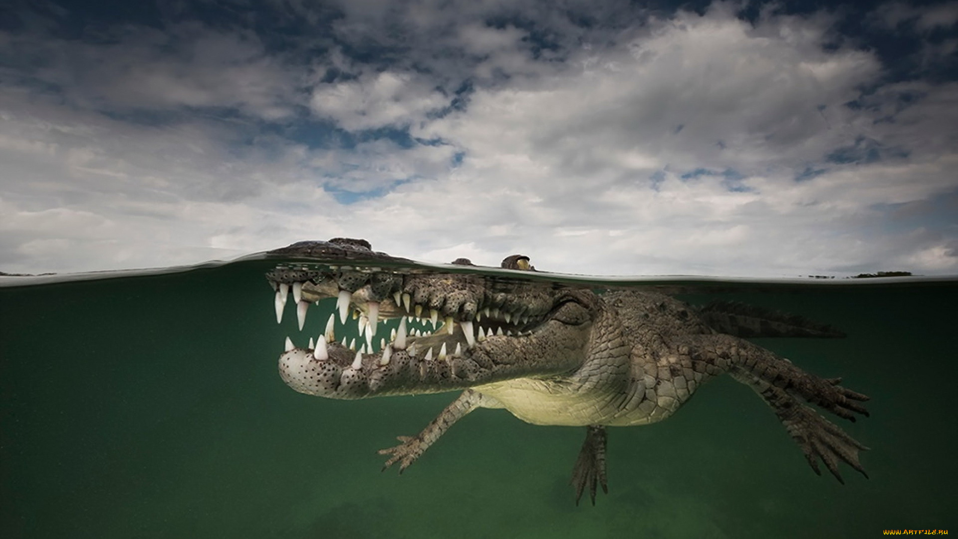 животные, крокодилы, крокодил, природа, вода