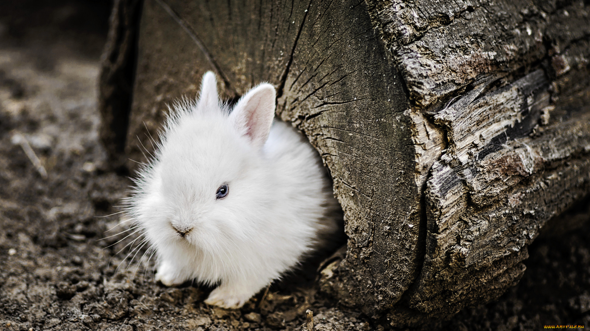 животные, кролики, , зайцы, фон, природа, кролик