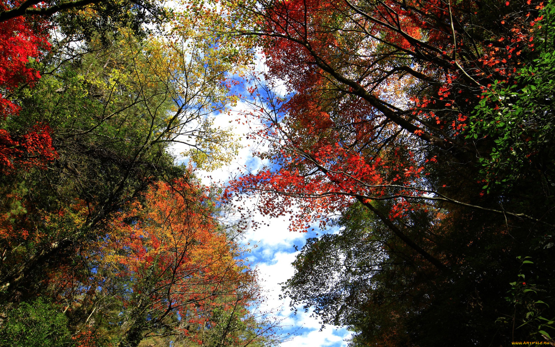 природа, деревья, осень, листья, облака, небо