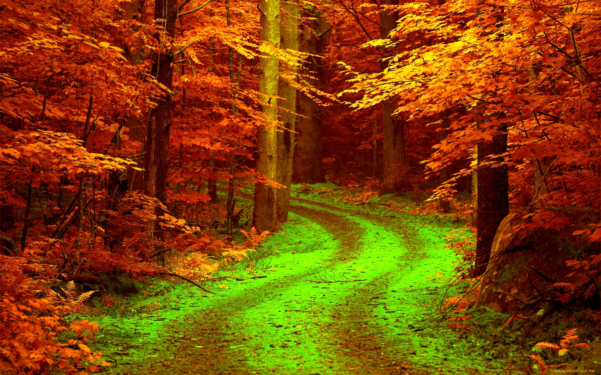 природа, дороги, листья, дорога, лес, осень