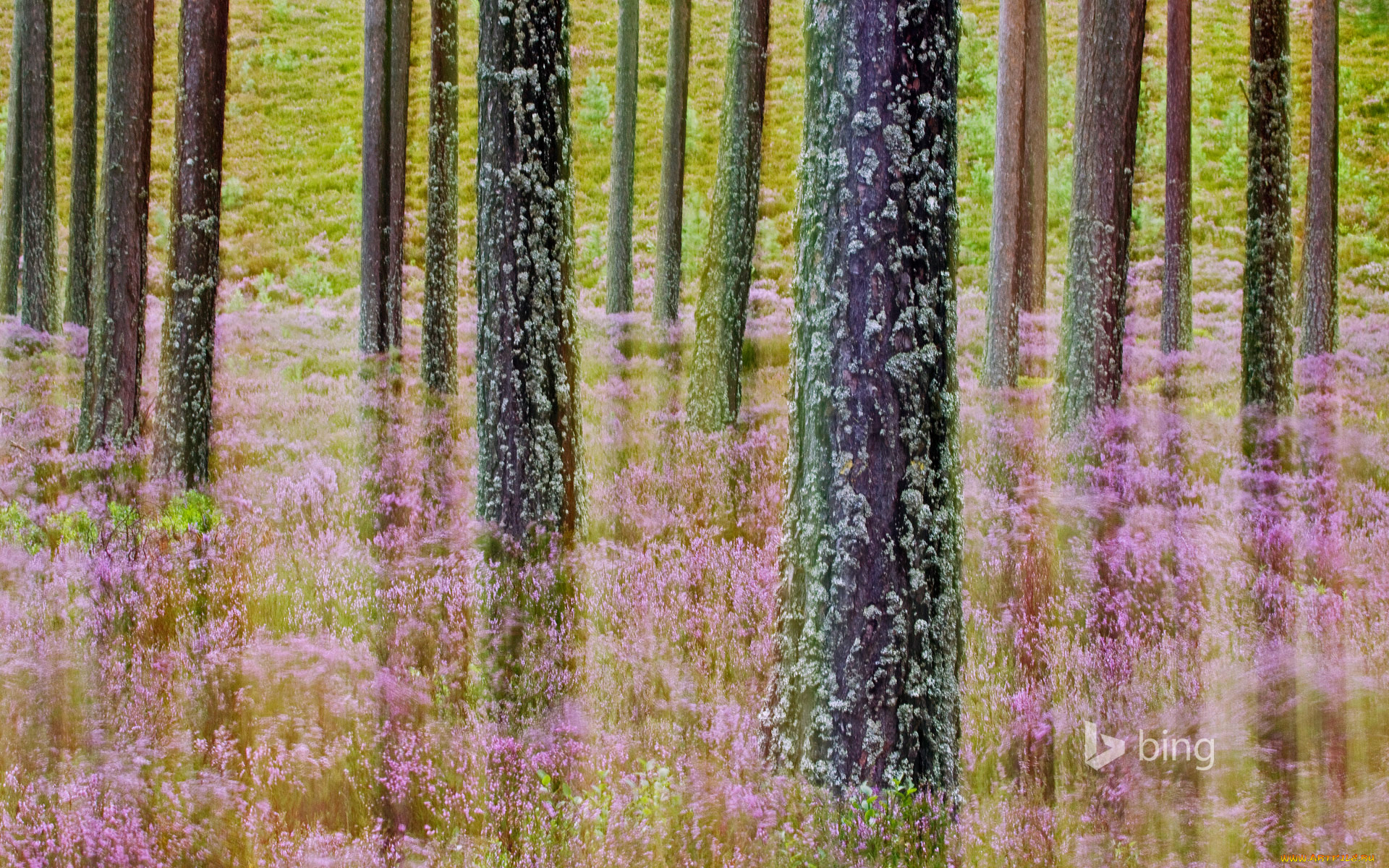 природа, лес, деревья, цветы, трава, шотландия, cairngorms, national, park