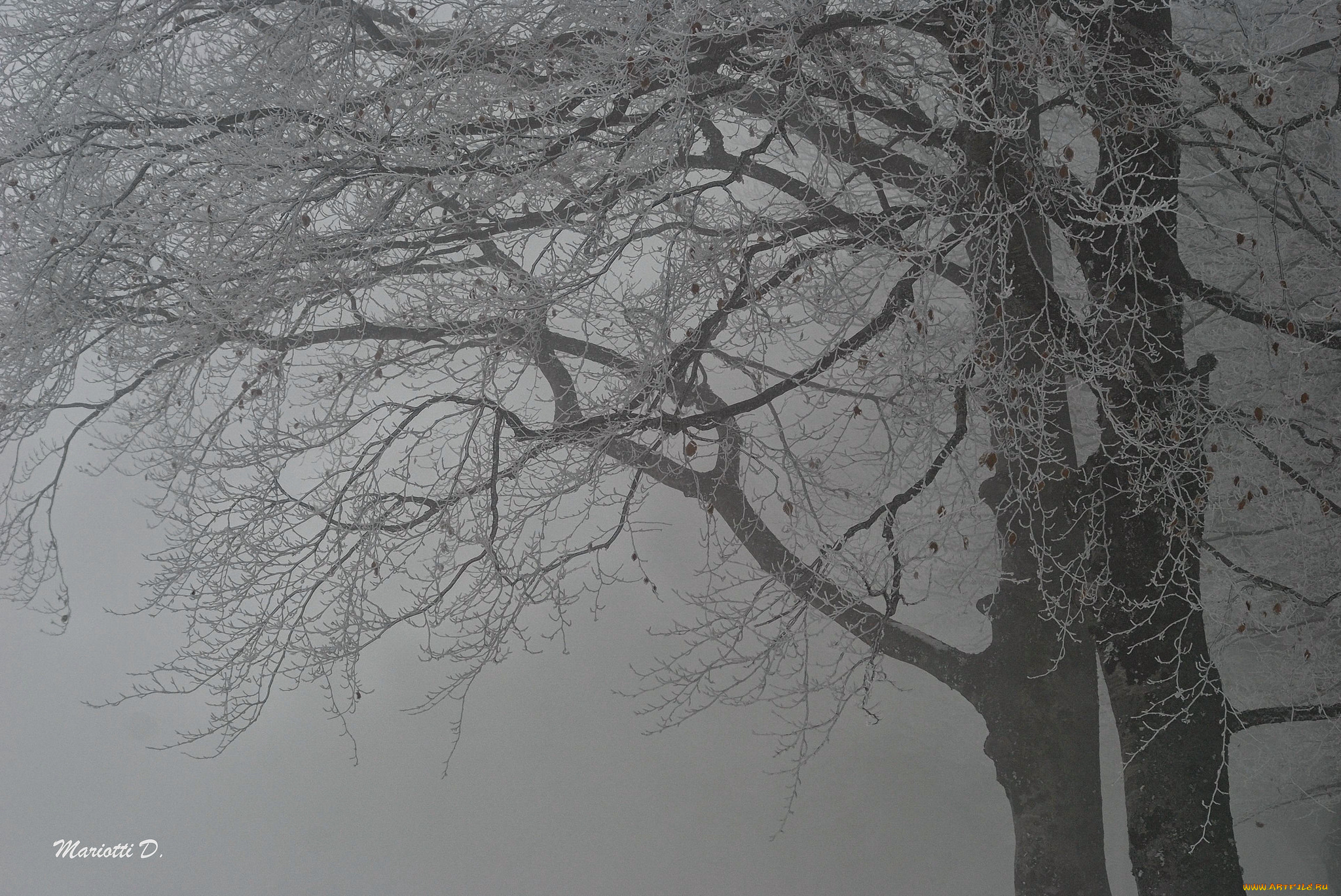 природа, зима, туман, деревья