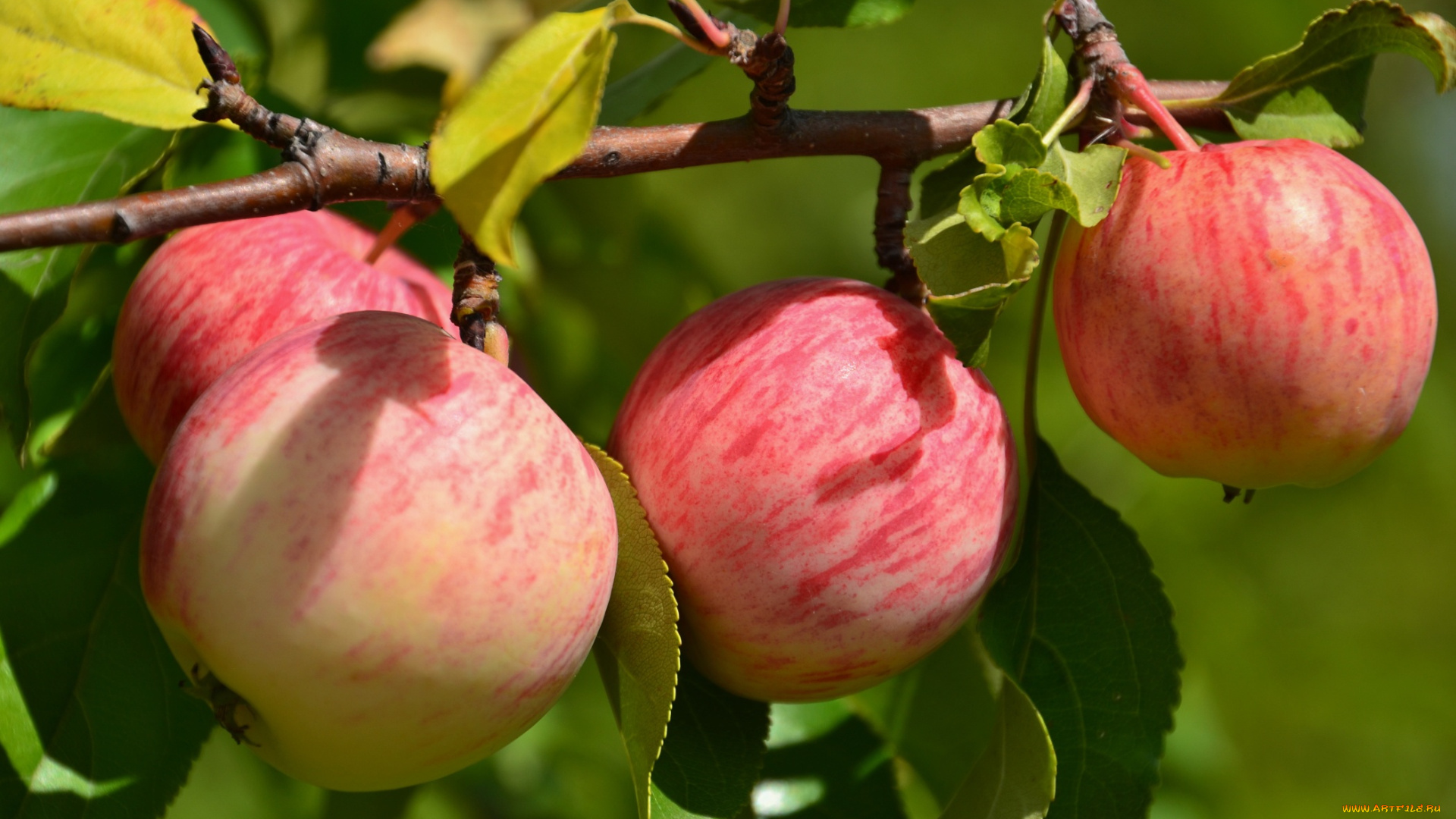 природа, плоды, ветка, яблоки, дерево