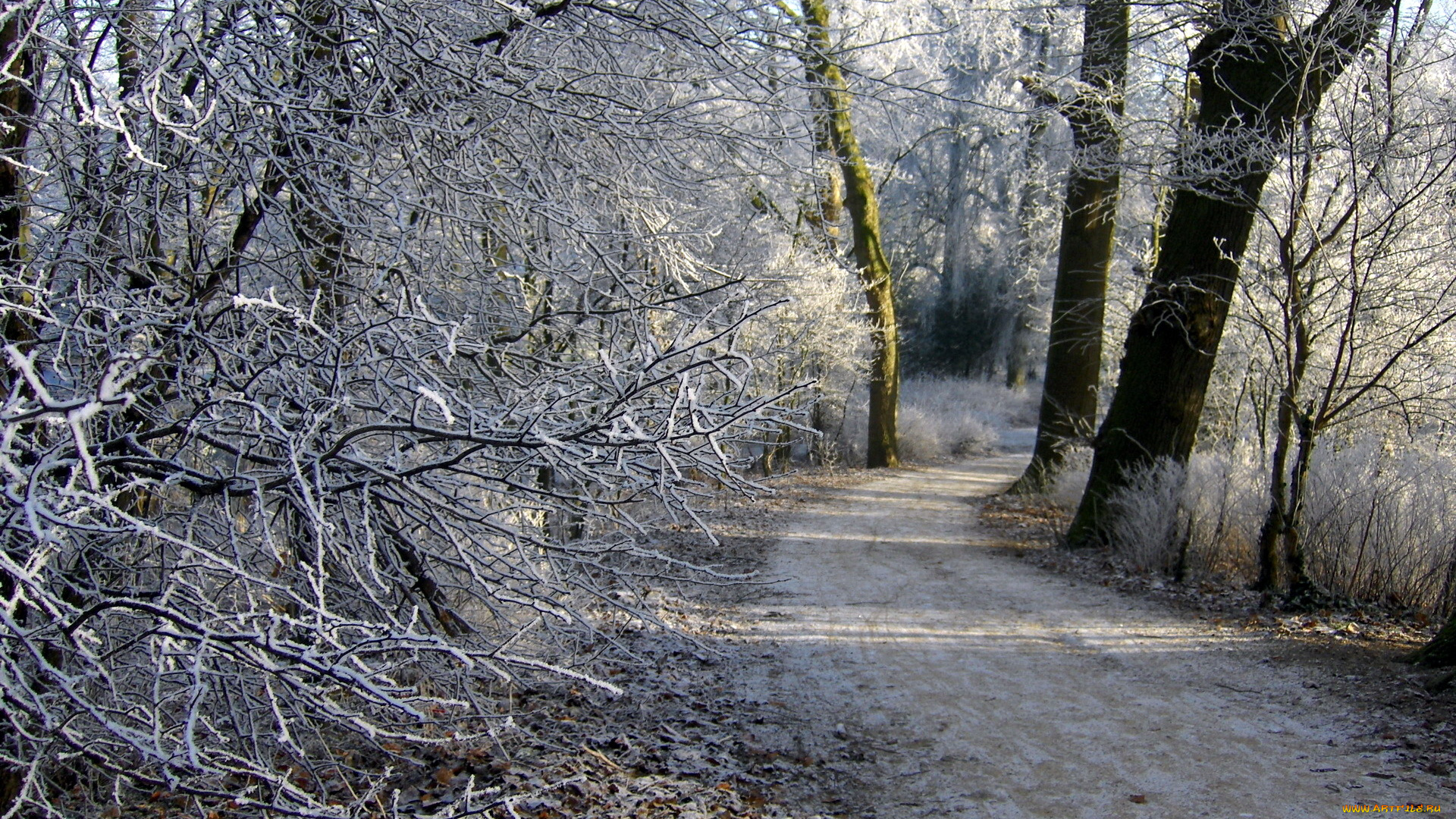 природа, зима, деревья, лес, дорожка, иней