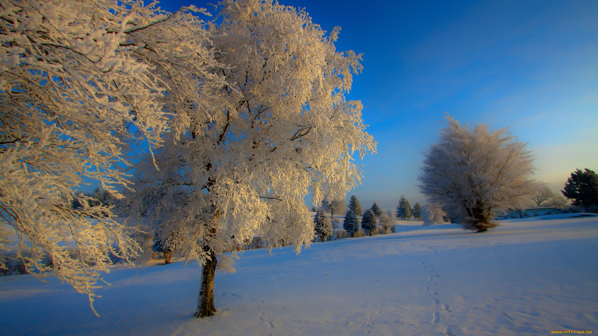 природа, зима, снег, иней, дерево
