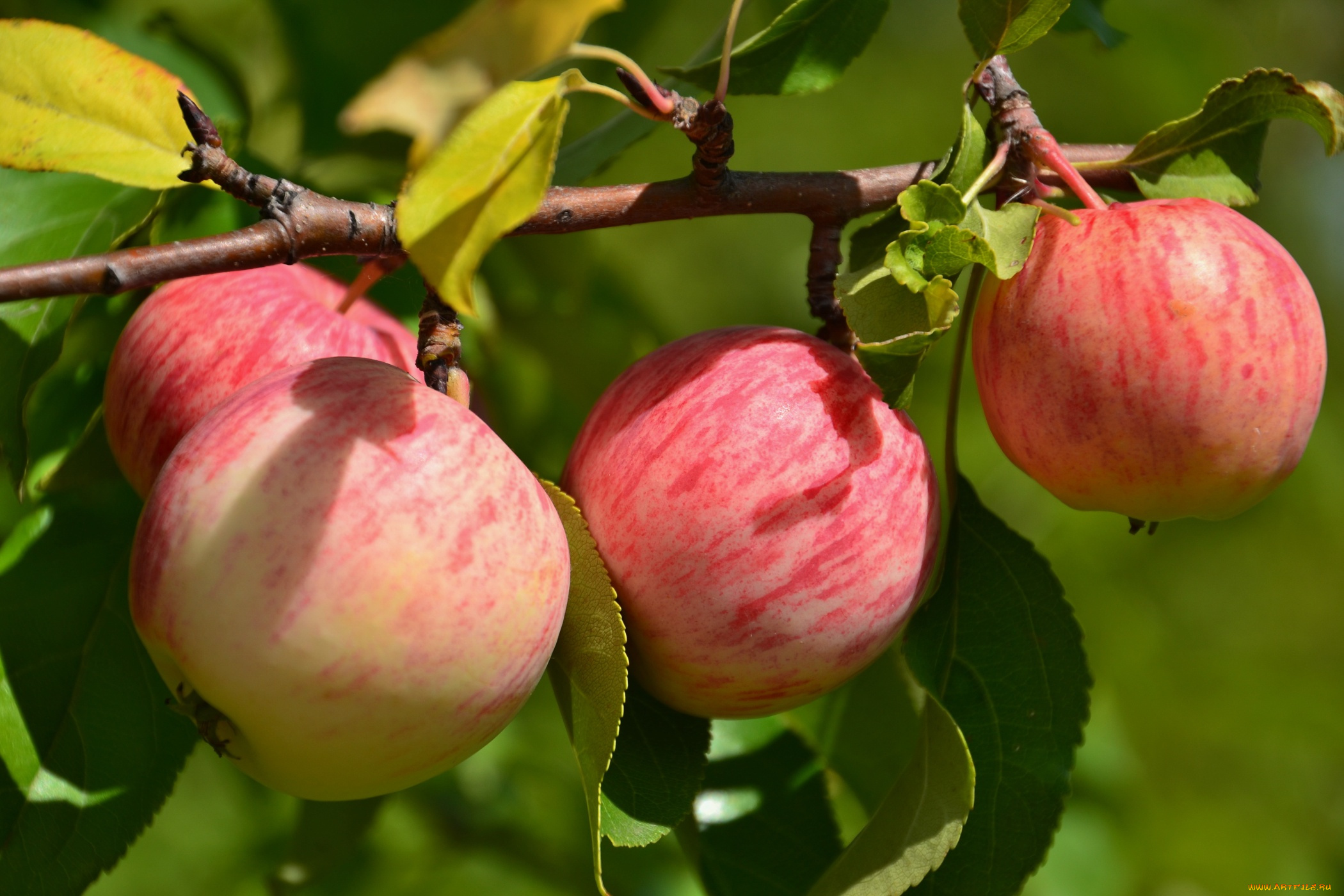 природа, плоды, ветка, яблоки, дерево