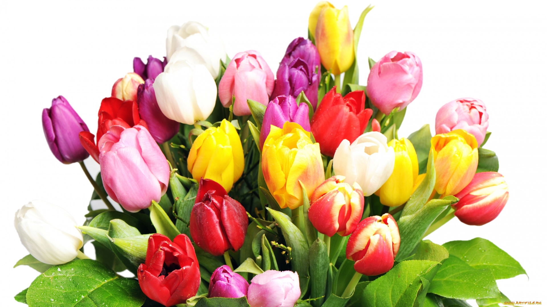 цветы, тюльпаны, мокрые, букет, белый, фон, разноцветные