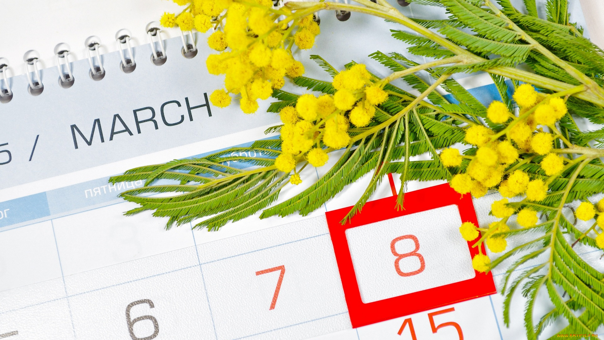 праздничные, международный, женский, день, -, 8, марта, календарь, мимоза, цветы