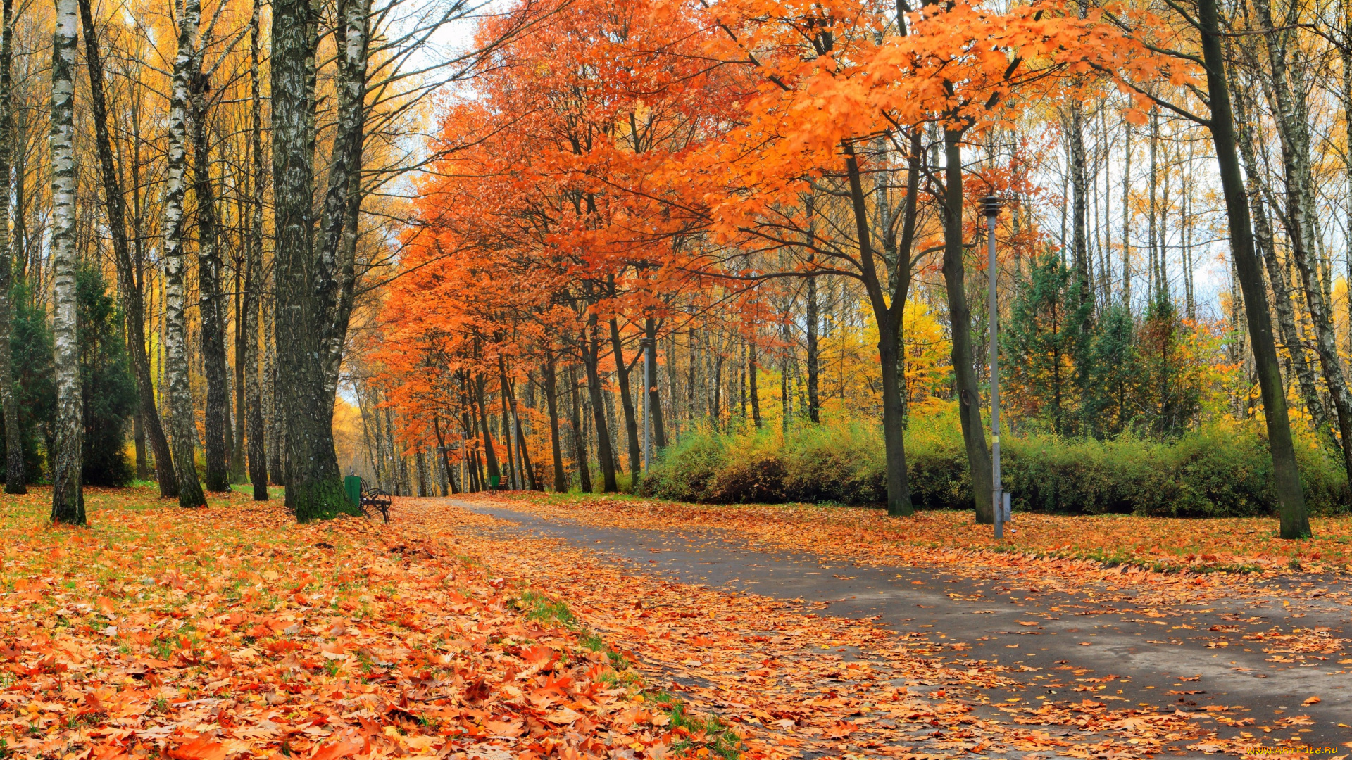 природа, дороги, парк, листья, деревья, желтые, скамейки, осень, аллея, лес