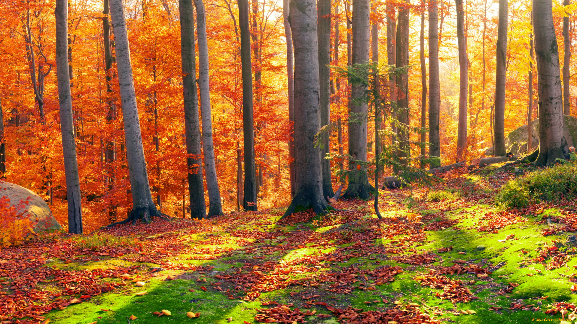 природа, лес, солнце, деревья, панорама, мох, листья, камни, закарпатье, украина, осень