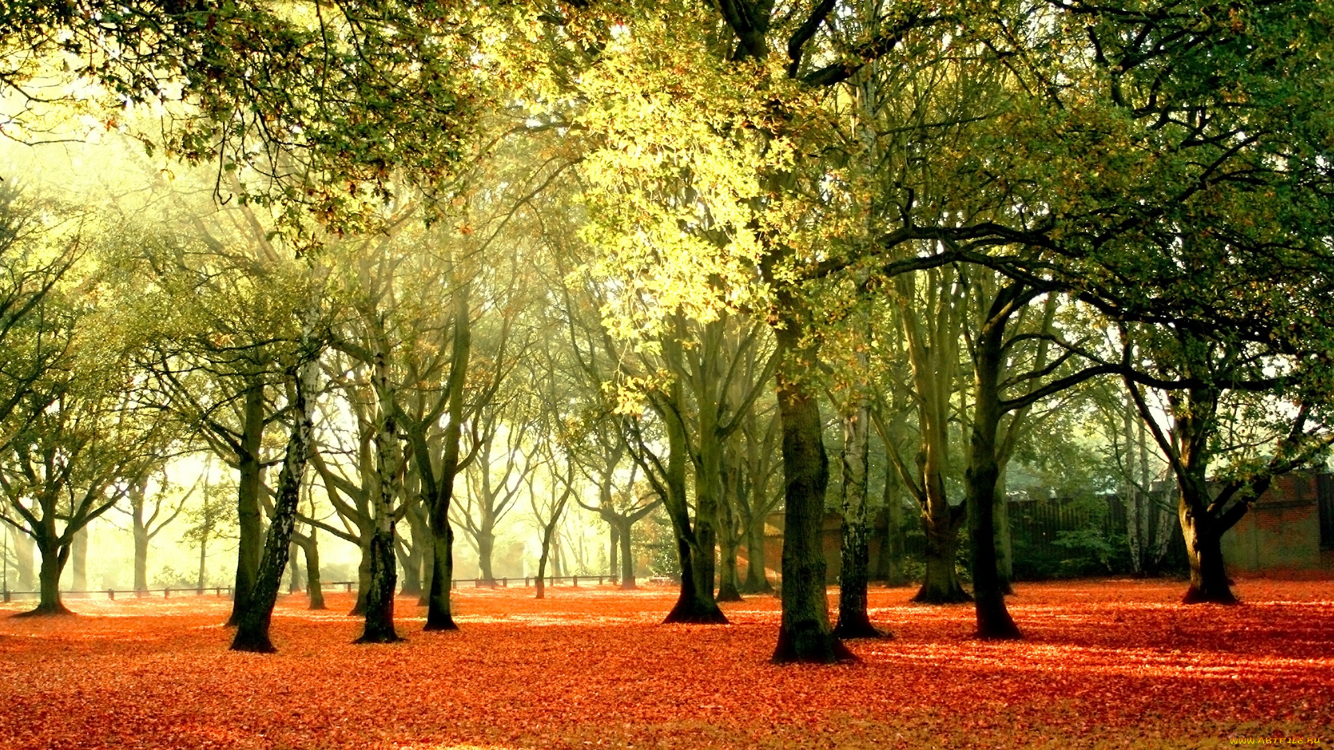природа, парк, солнце, деревья, осень, листья