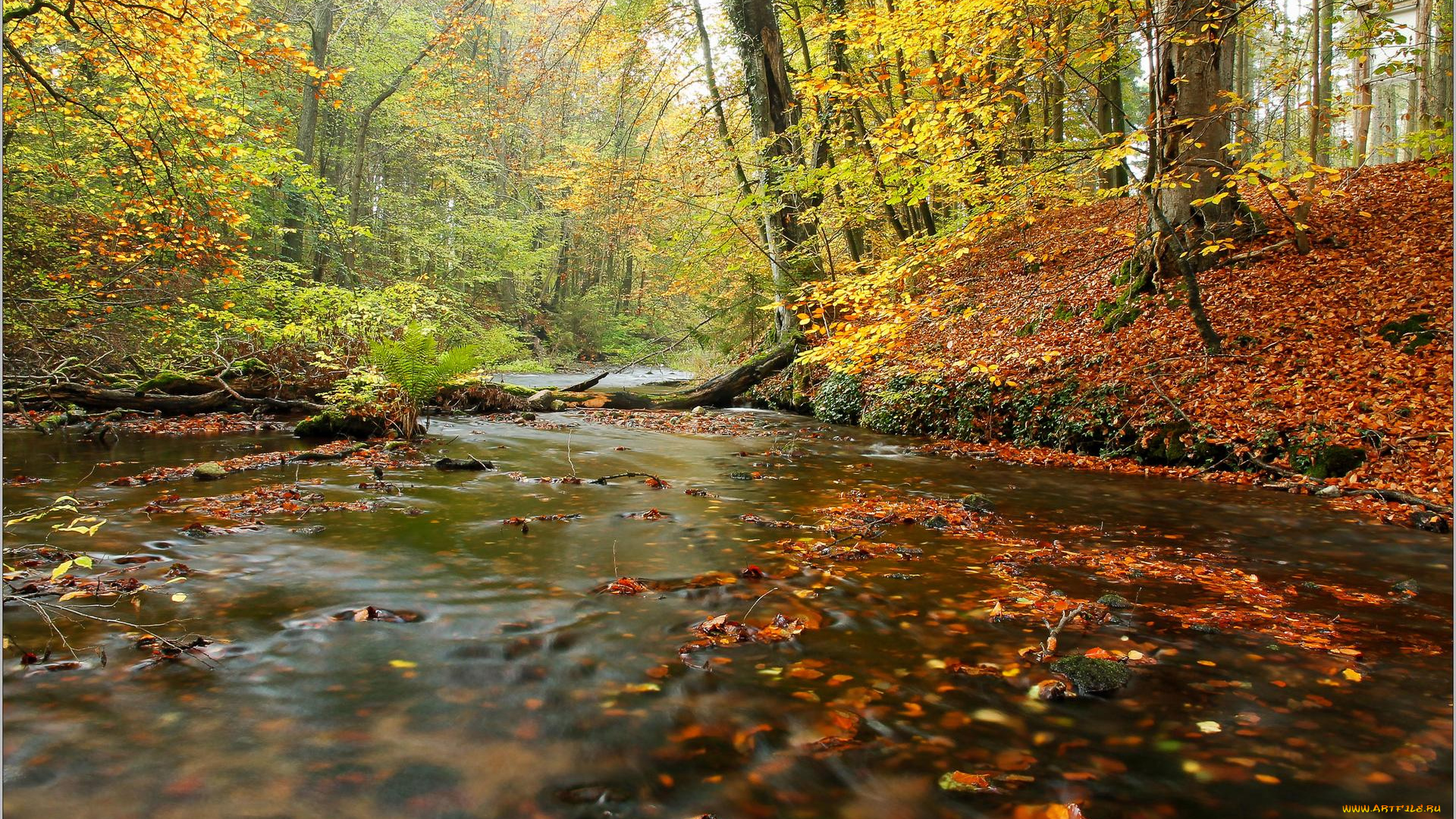 природа, реки, озера, пейзаж, река, деревья, лес, осень