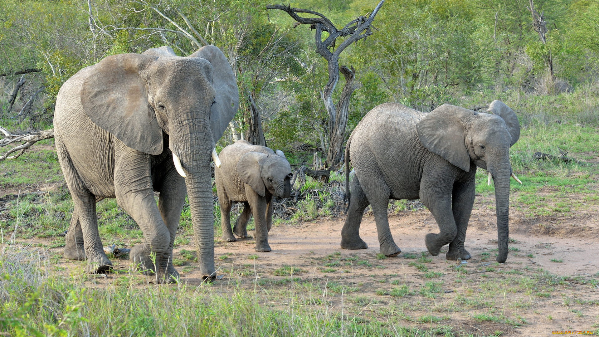 животные, слоны, африка, саванна