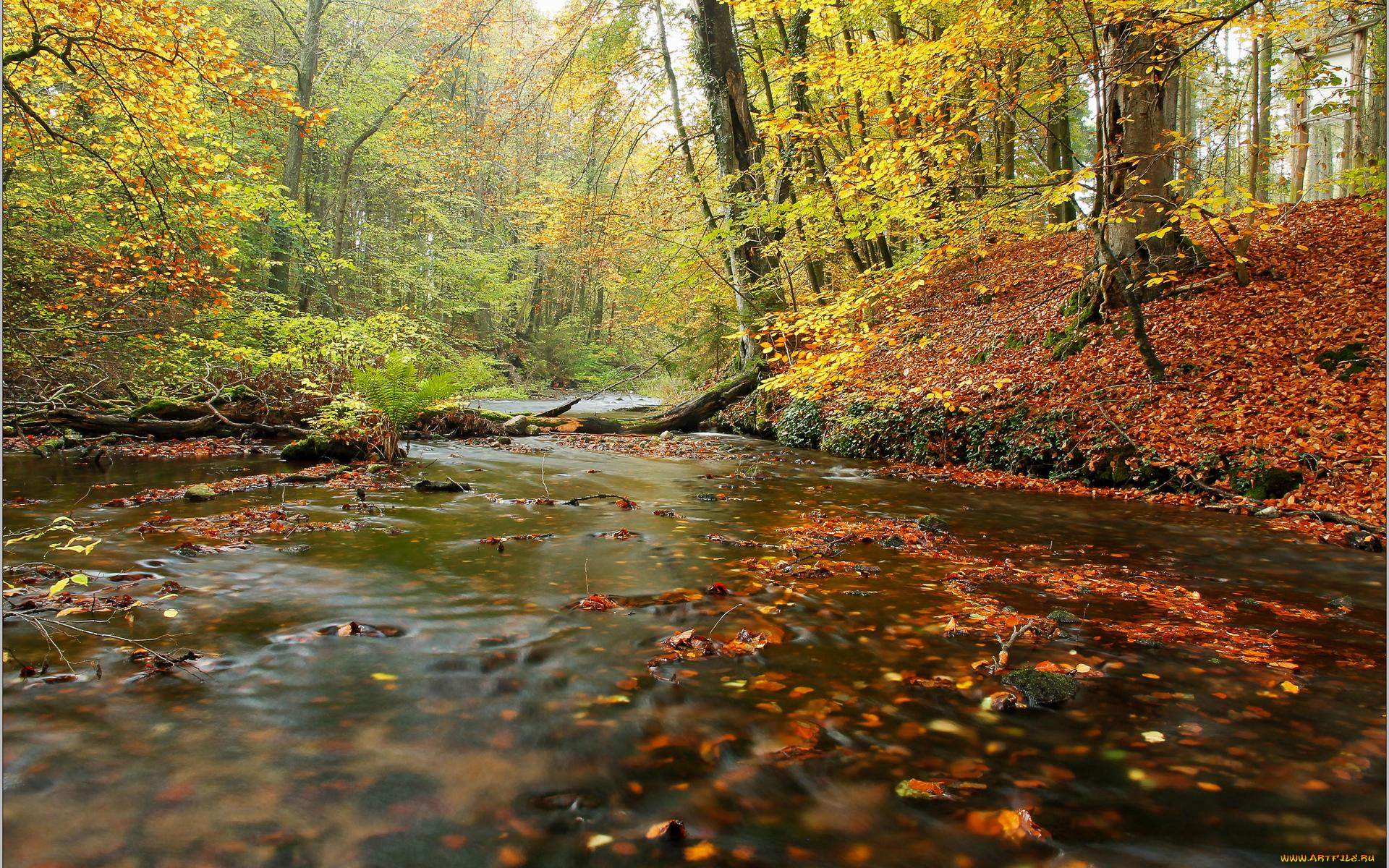 природа, реки, озера, пейзаж, река, деревья, лес, осень