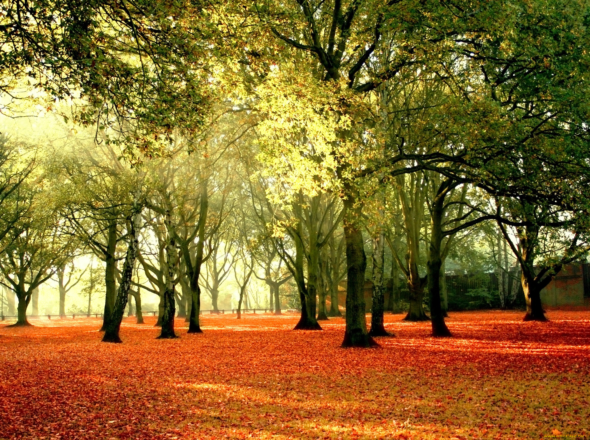 природа, парк, солнце, деревья, осень, листья