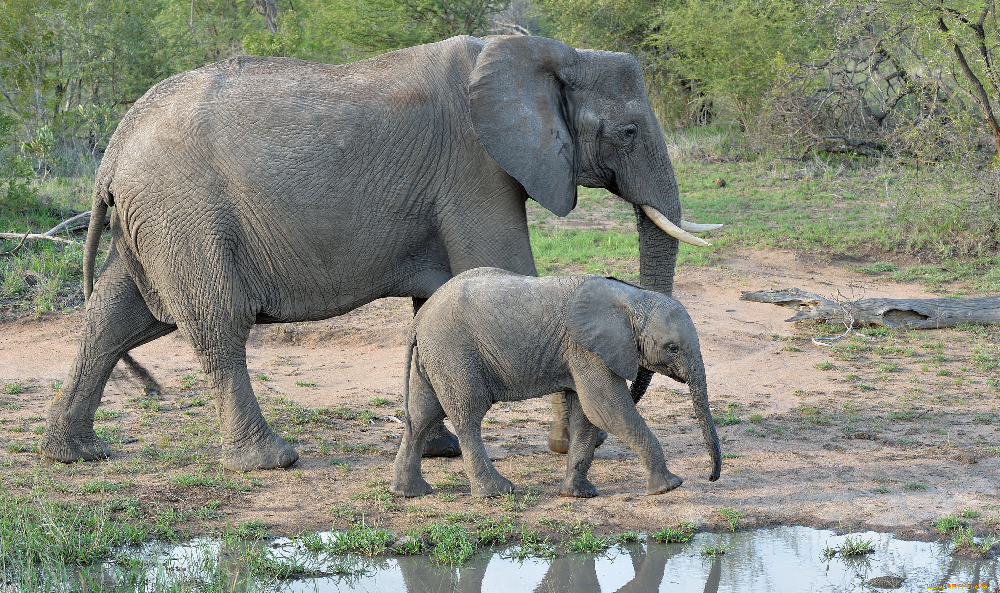 животные, слоны, саванна, африка