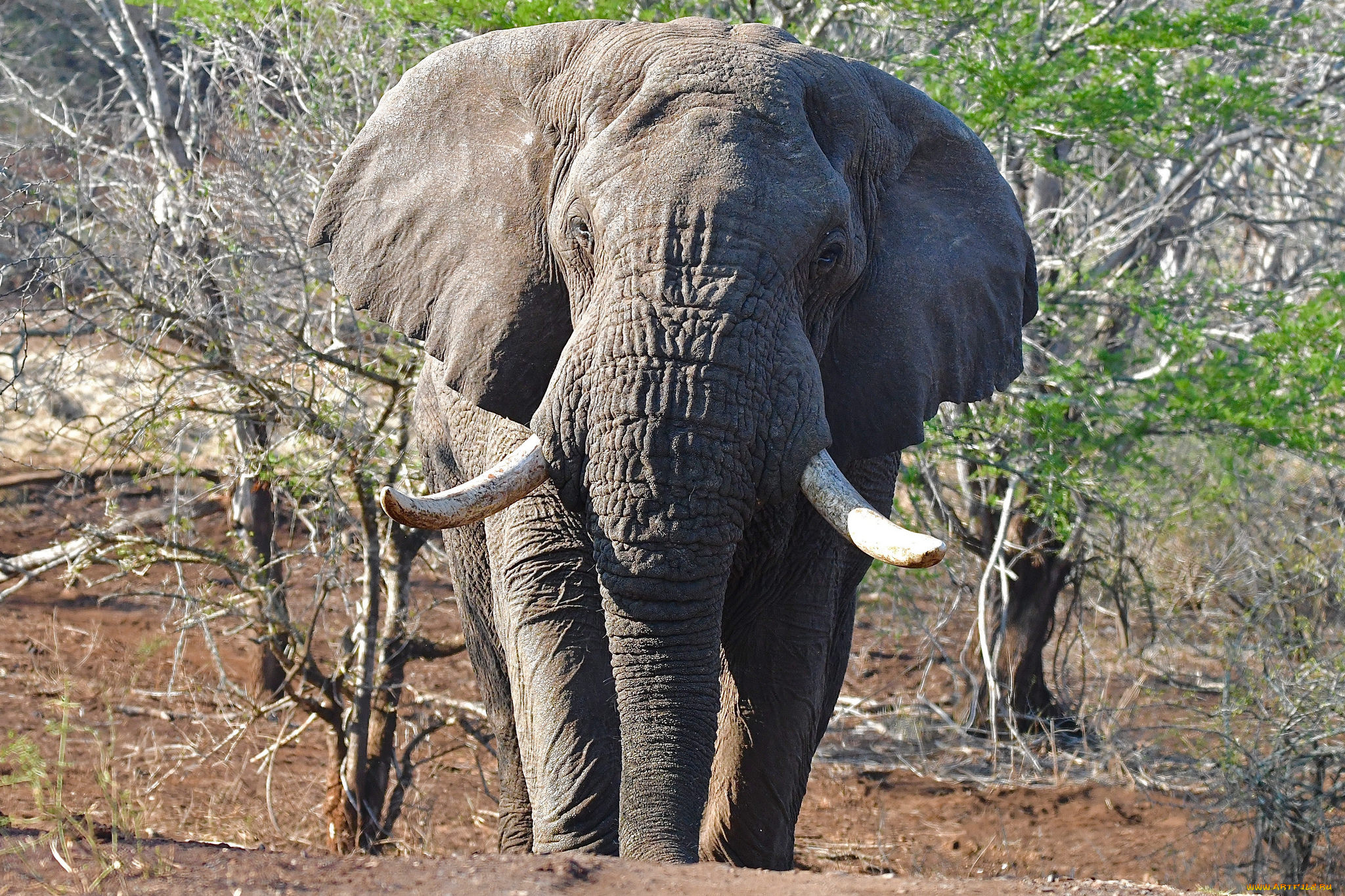 животные, слоны, саванна, африка