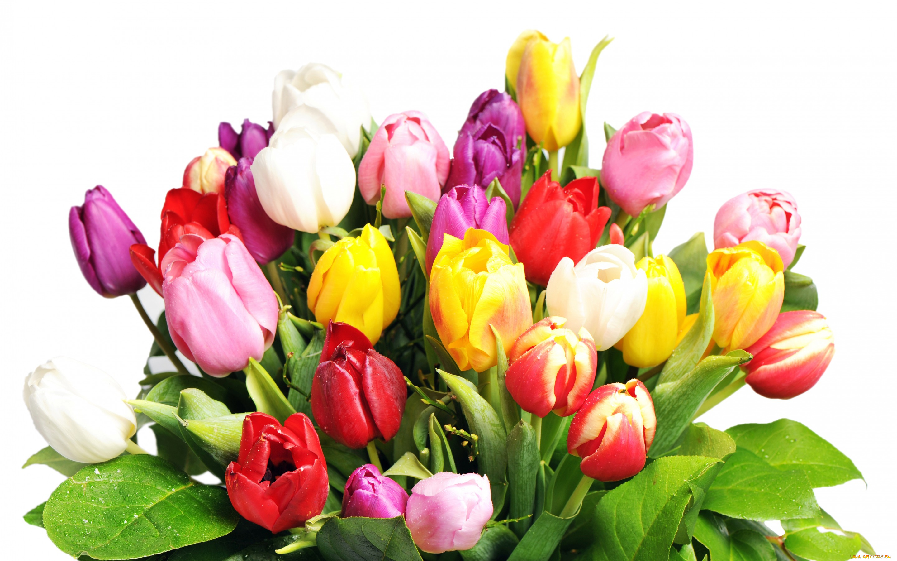 цветы, тюльпаны, мокрые, букет, белый, фон, разноцветные
