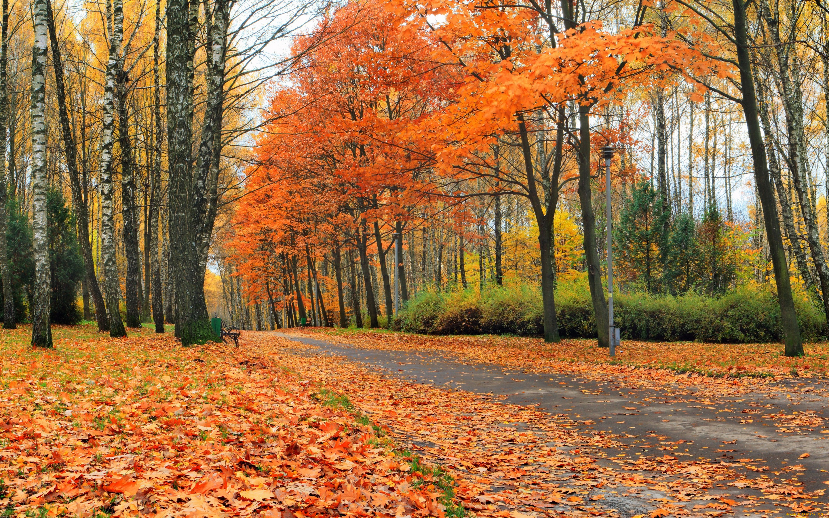 природа, дороги, парк, листья, деревья, желтые, скамейки, осень, аллея, лес