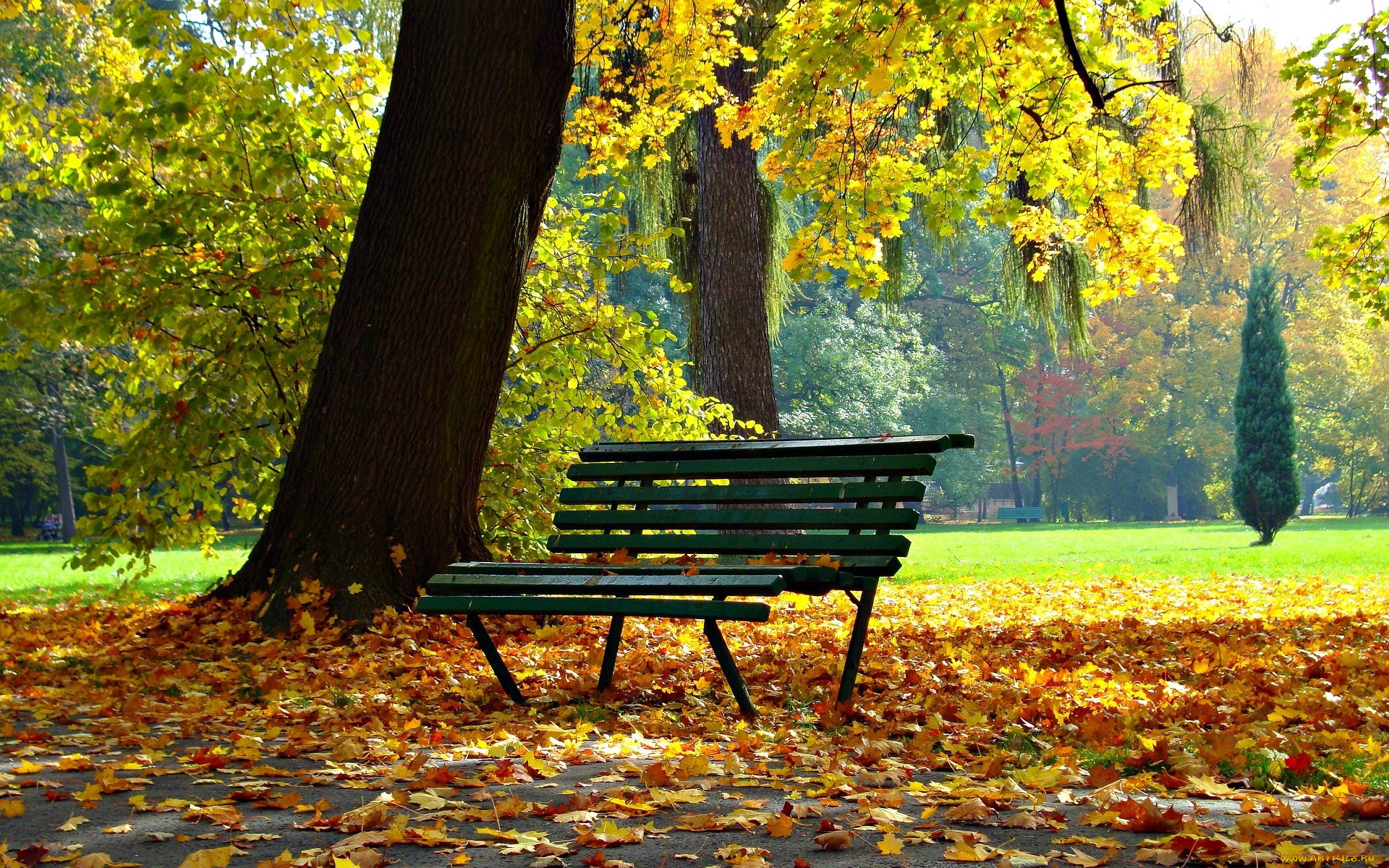 природа, парк, листопад, осень