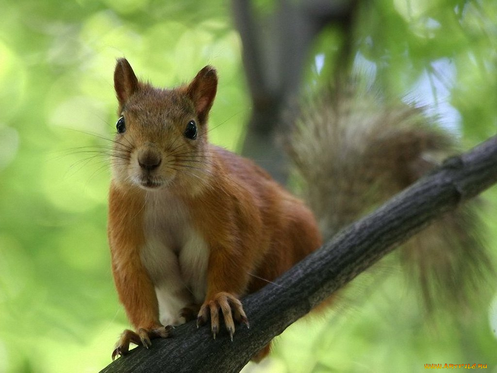 доверие, squirrr, club, foto, ru, животные, белки