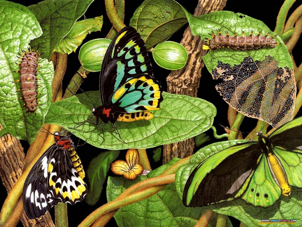 рисованные, животные, насекомые, бабочка, гусеница
