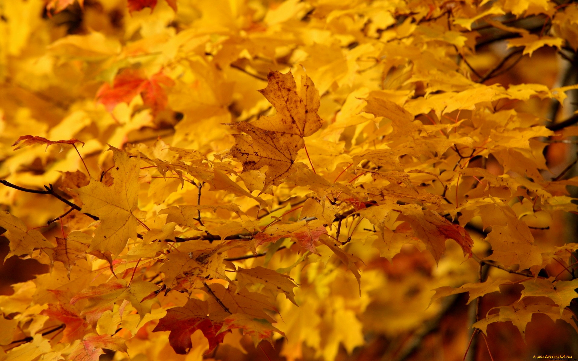 кленовые листья дерево осень солнце без смс