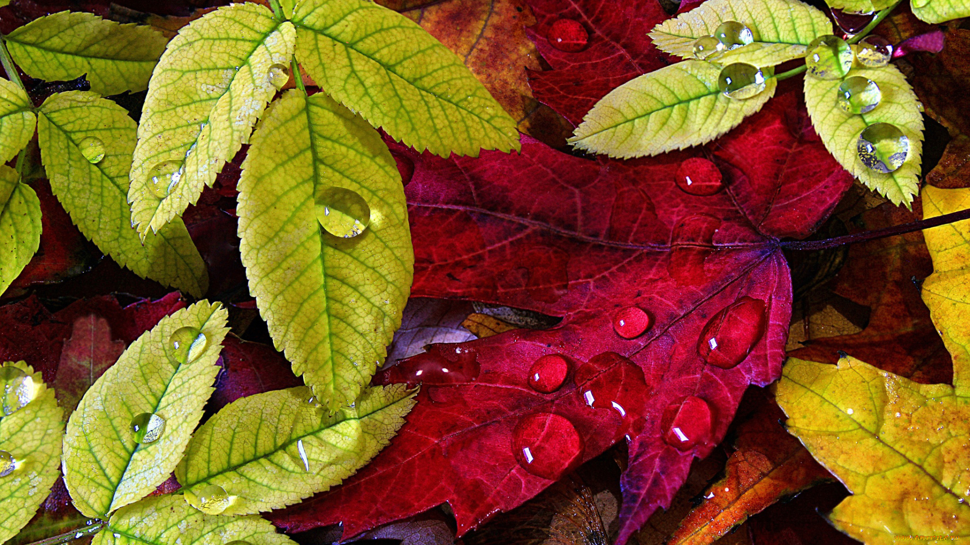 природа, листья, осень, капли
