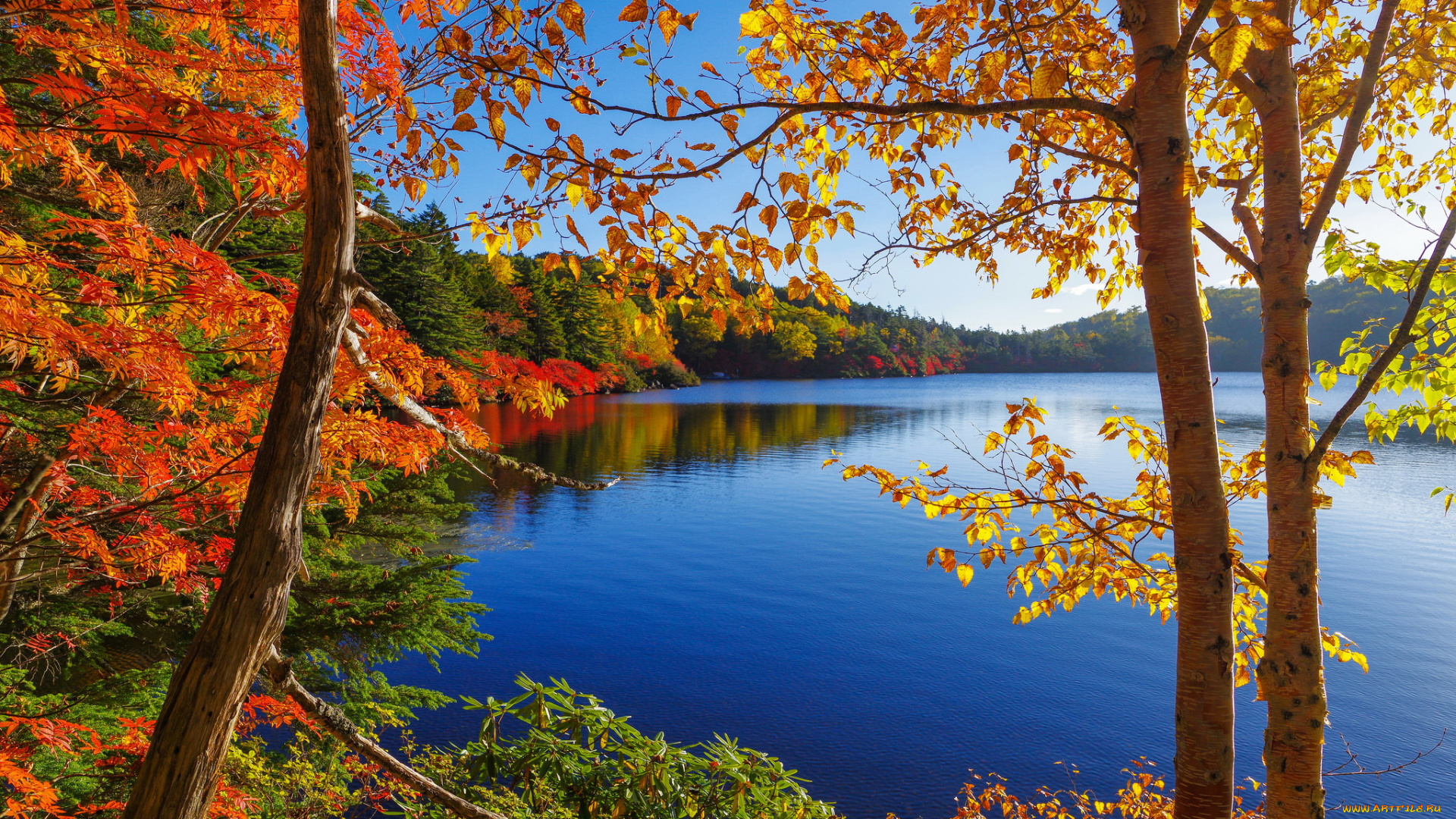 природа, реки, озера, деревья, река, осень, листья