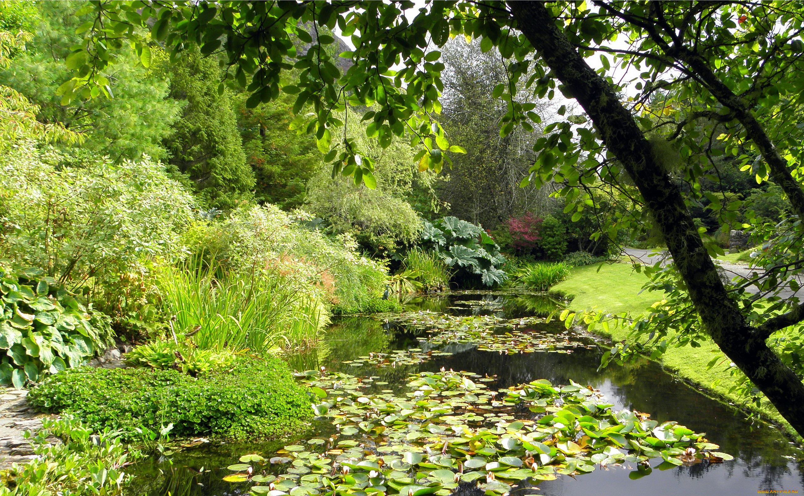 attadale, gardens, , шотландия, природа, парк, кусты, деревья, река, scotland, strathcarron, gardens, attadale