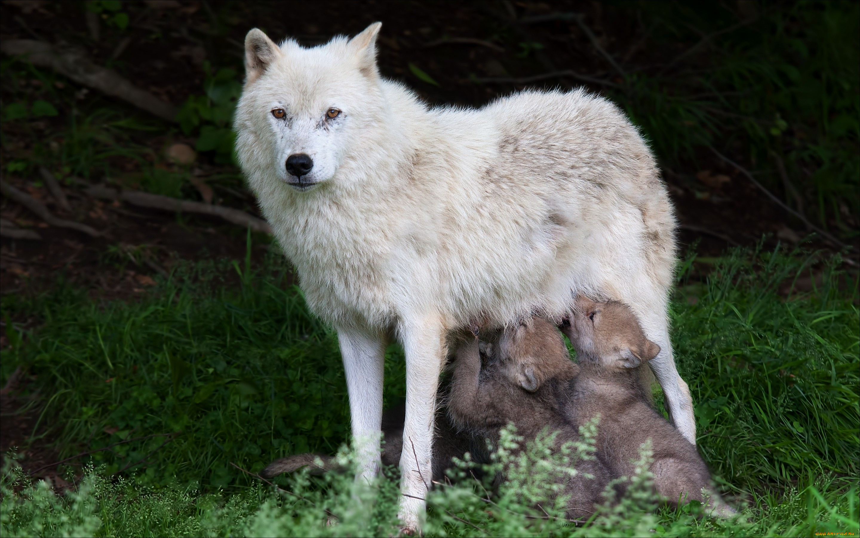 животные, волки, , койоты, , шакалы, волчата, волчица, природа, wolves, animals, nature