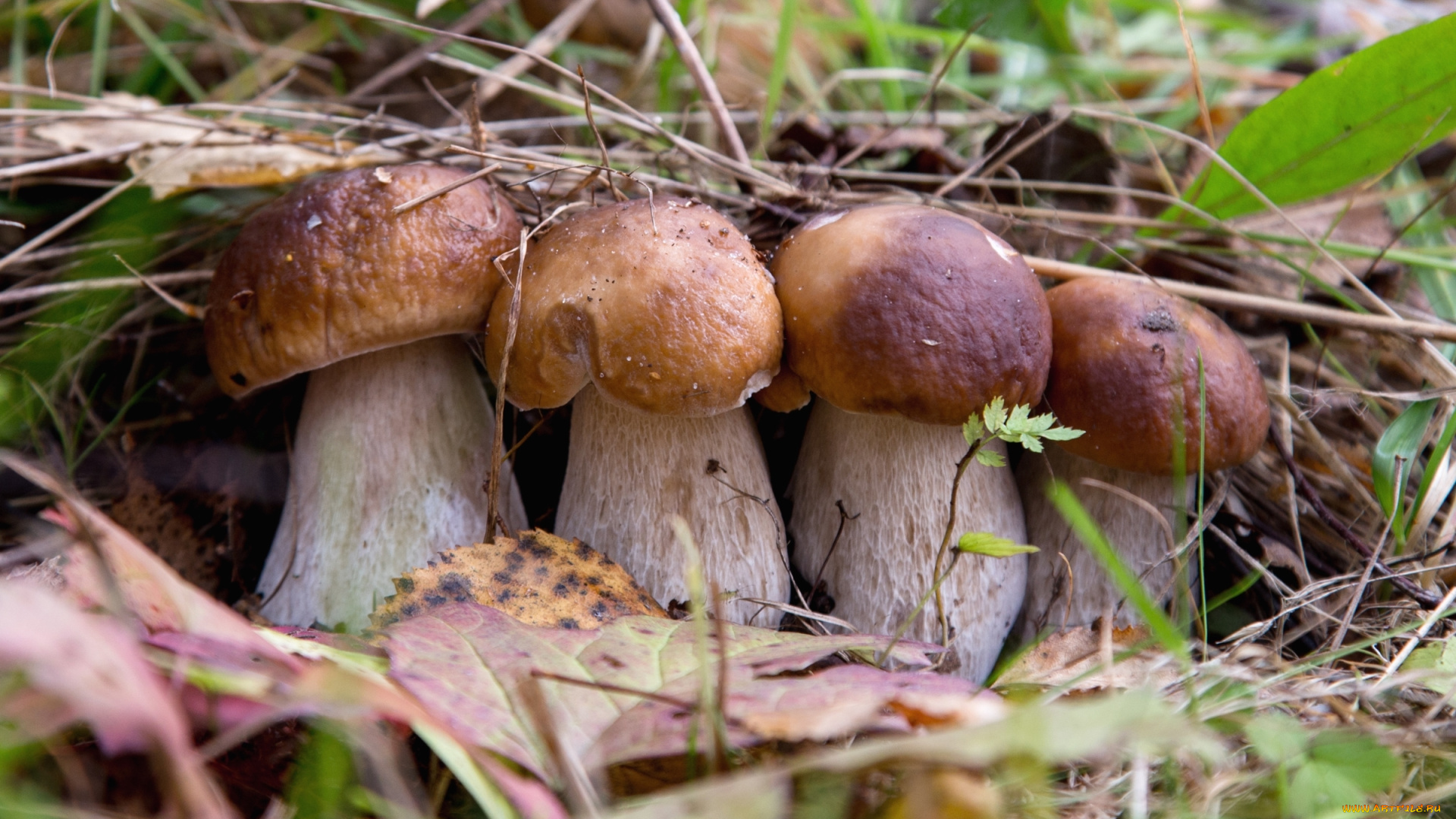 съедобные грибы беларуси фото