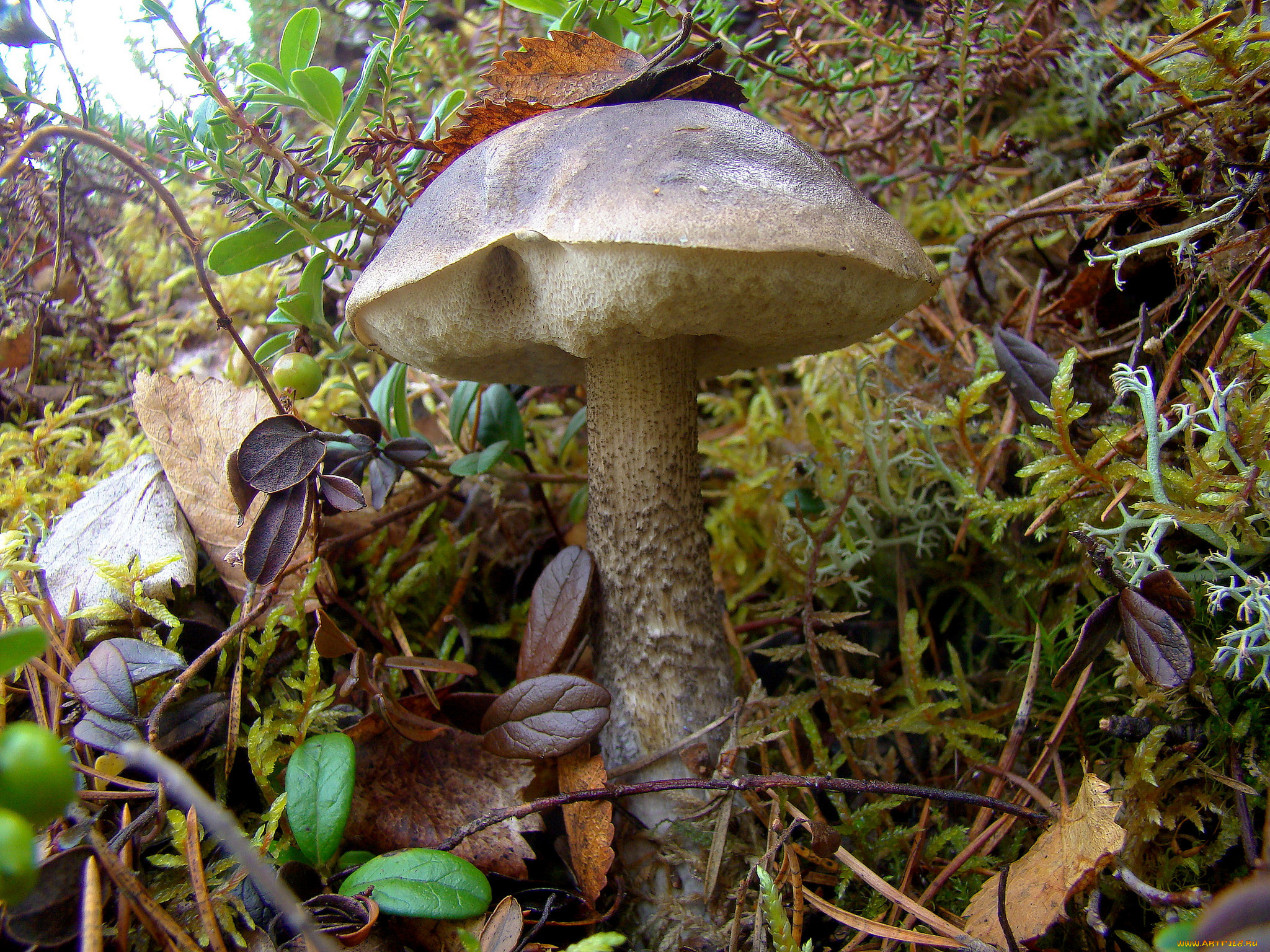 природа, грибы, подберезовик