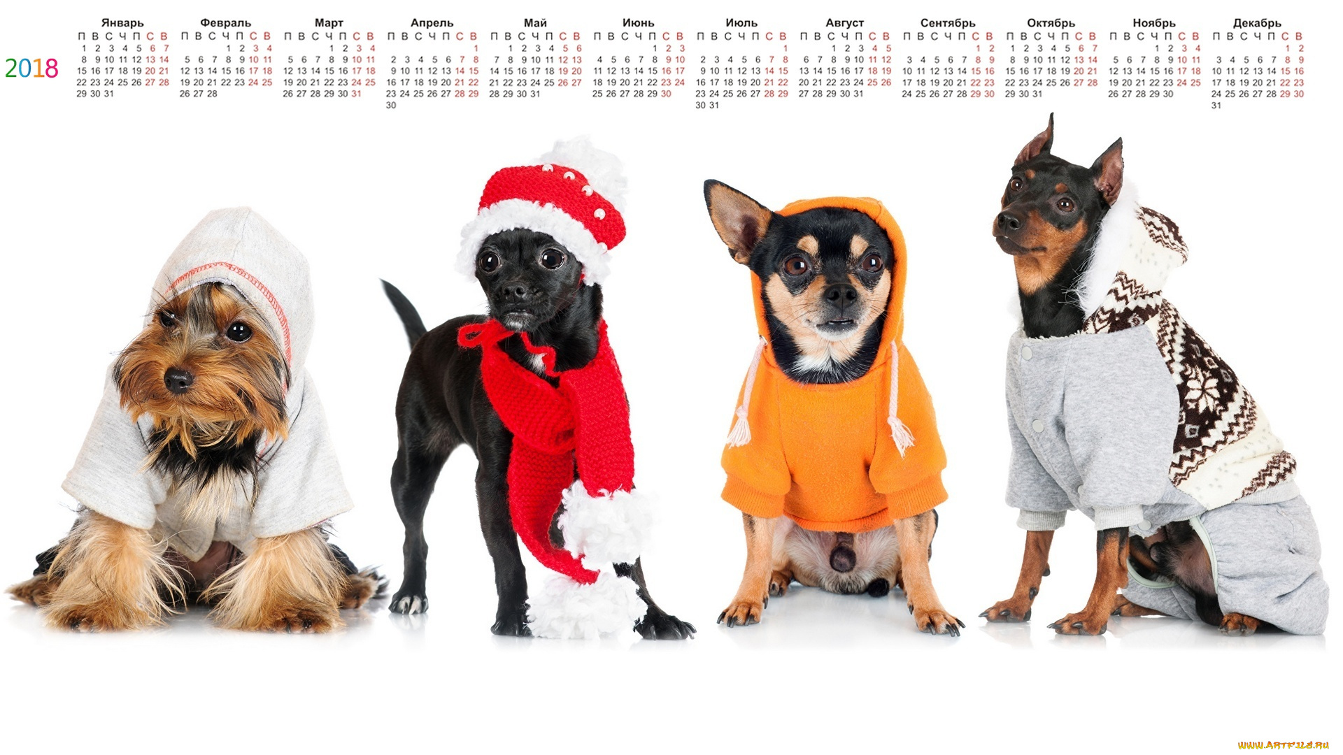 календари, животные, белый, фон, четверо, одежда, взгляд, собака
