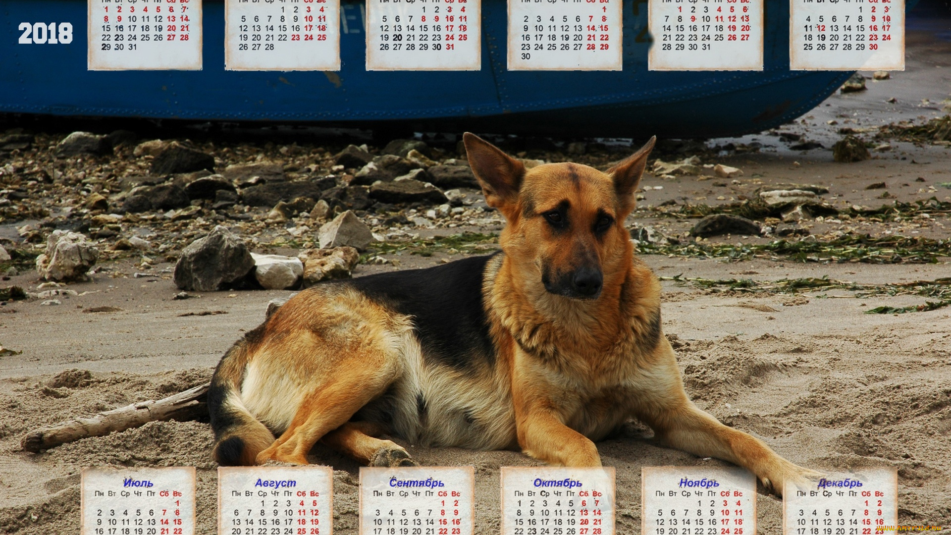 календари, животные, лодка, отдых, взгляд, собака