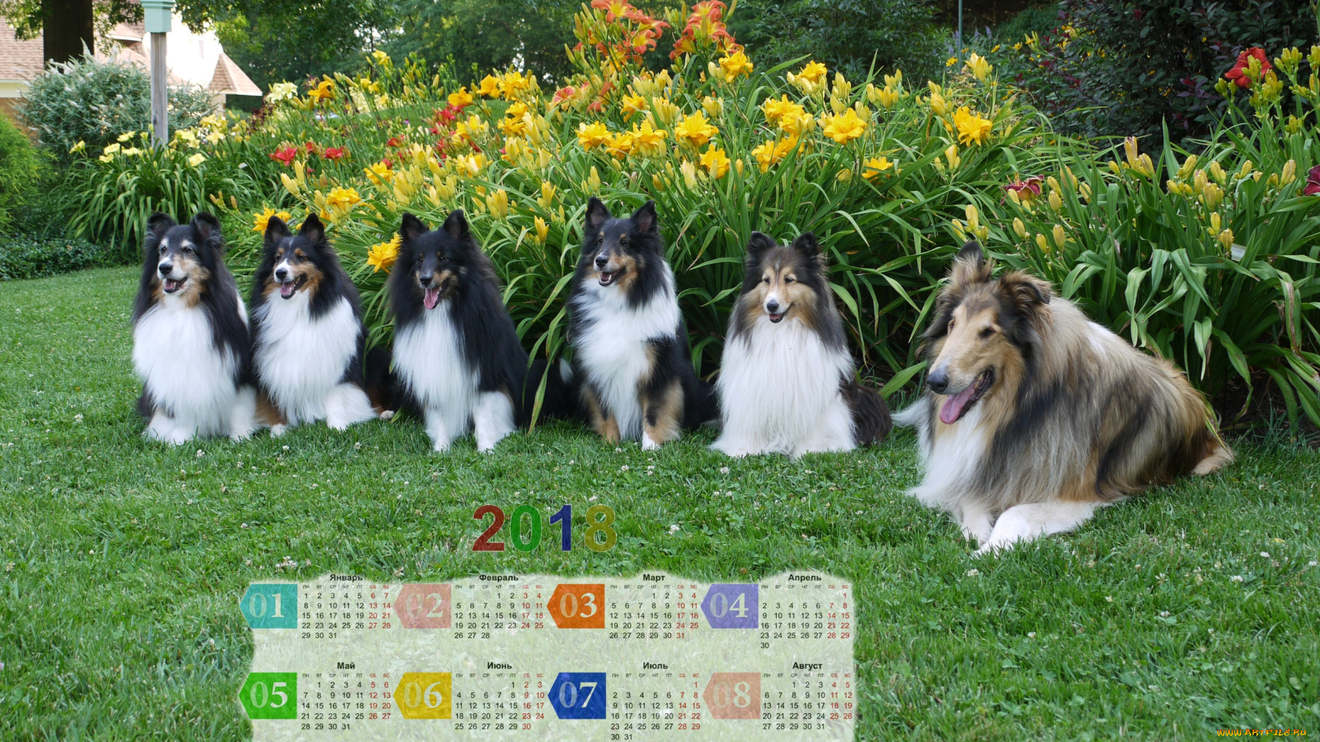 календари, животные, растения, много, собака