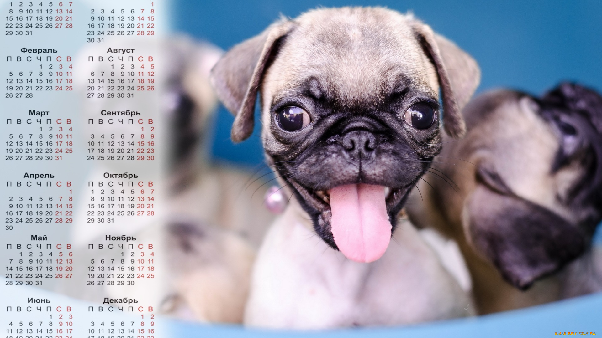 календари, животные, взгляд, морда, собака