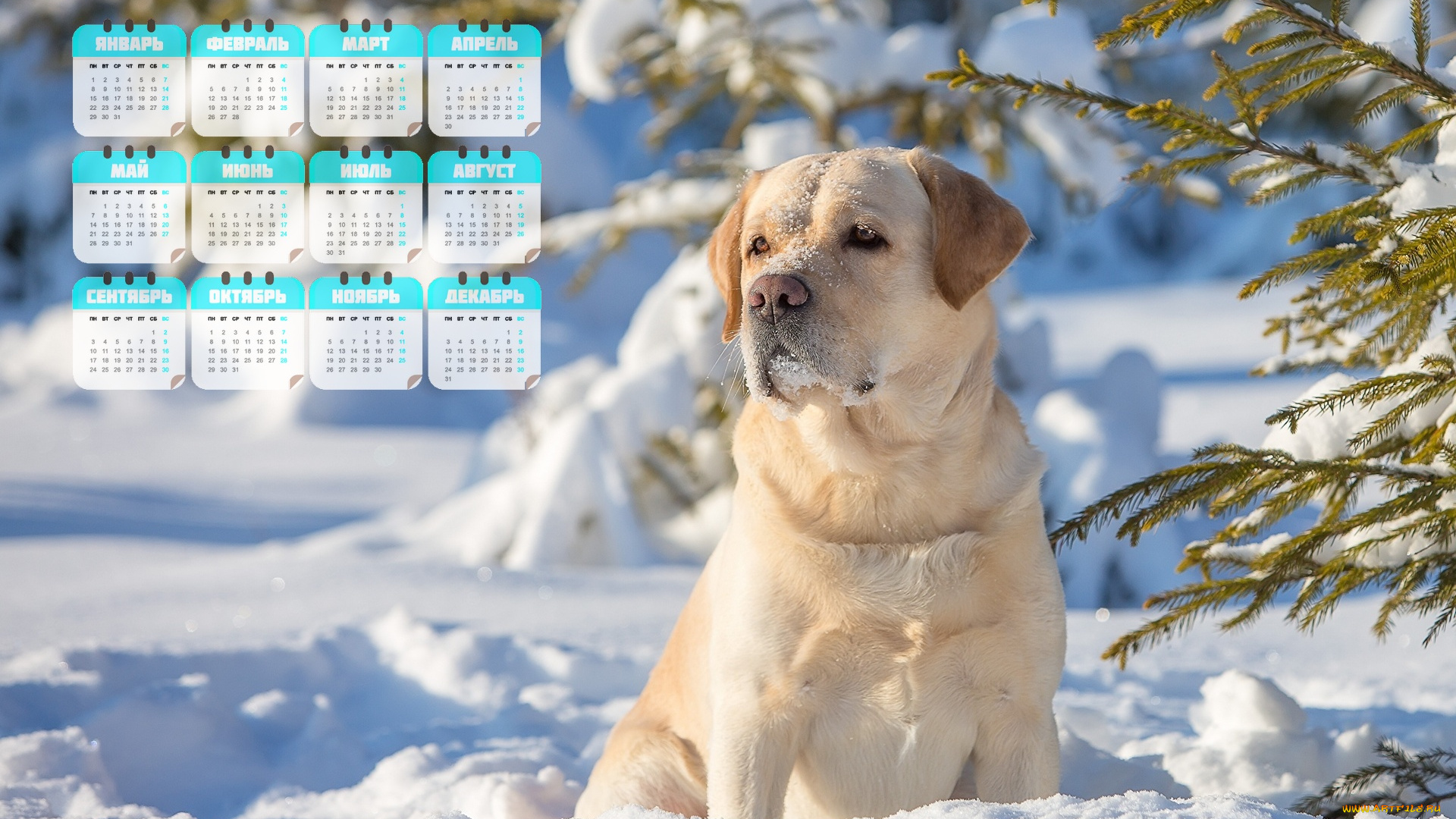 календари, животные, взгляд, снег, собака