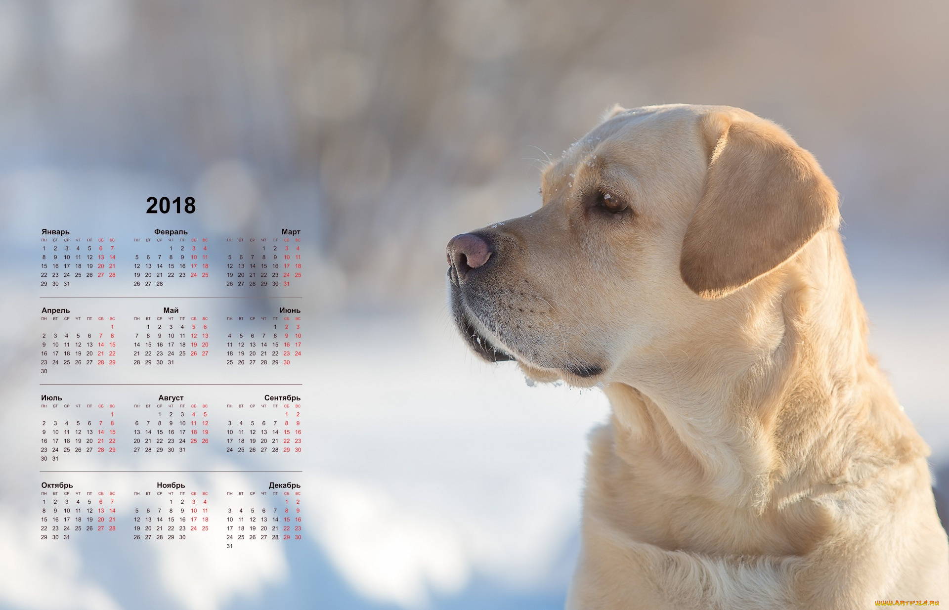 календари, животные, профиль, взгляд, собака, морда
