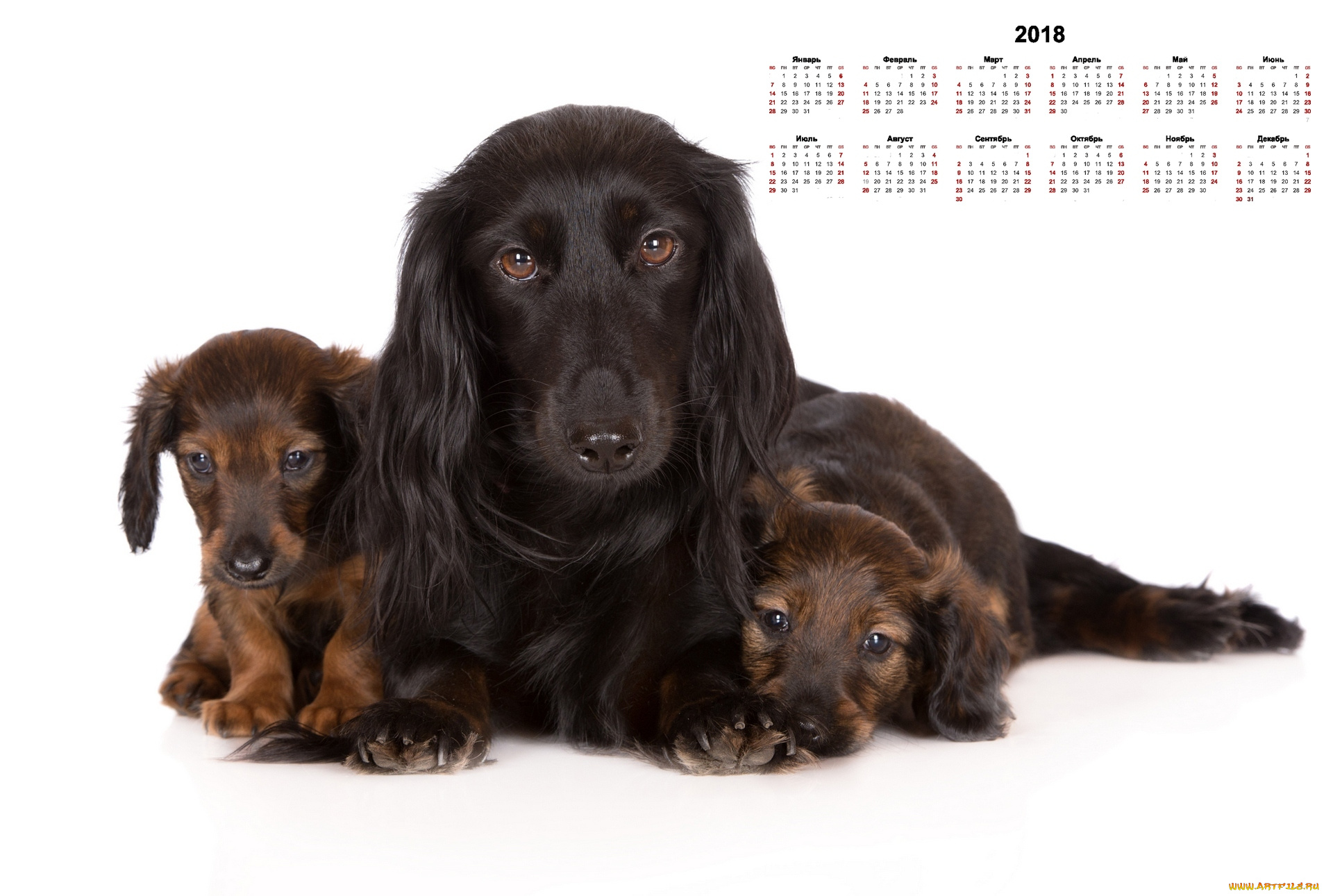 календари, животные, взгляд, трое, собака, белый, фон