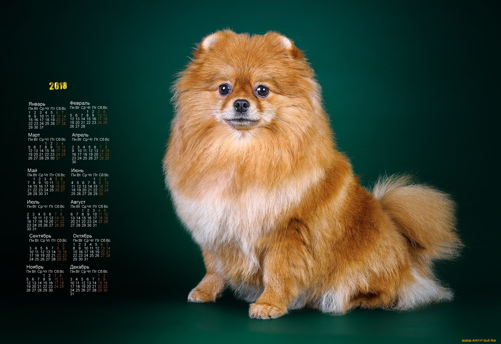 календари, животные, взгляд, собака
