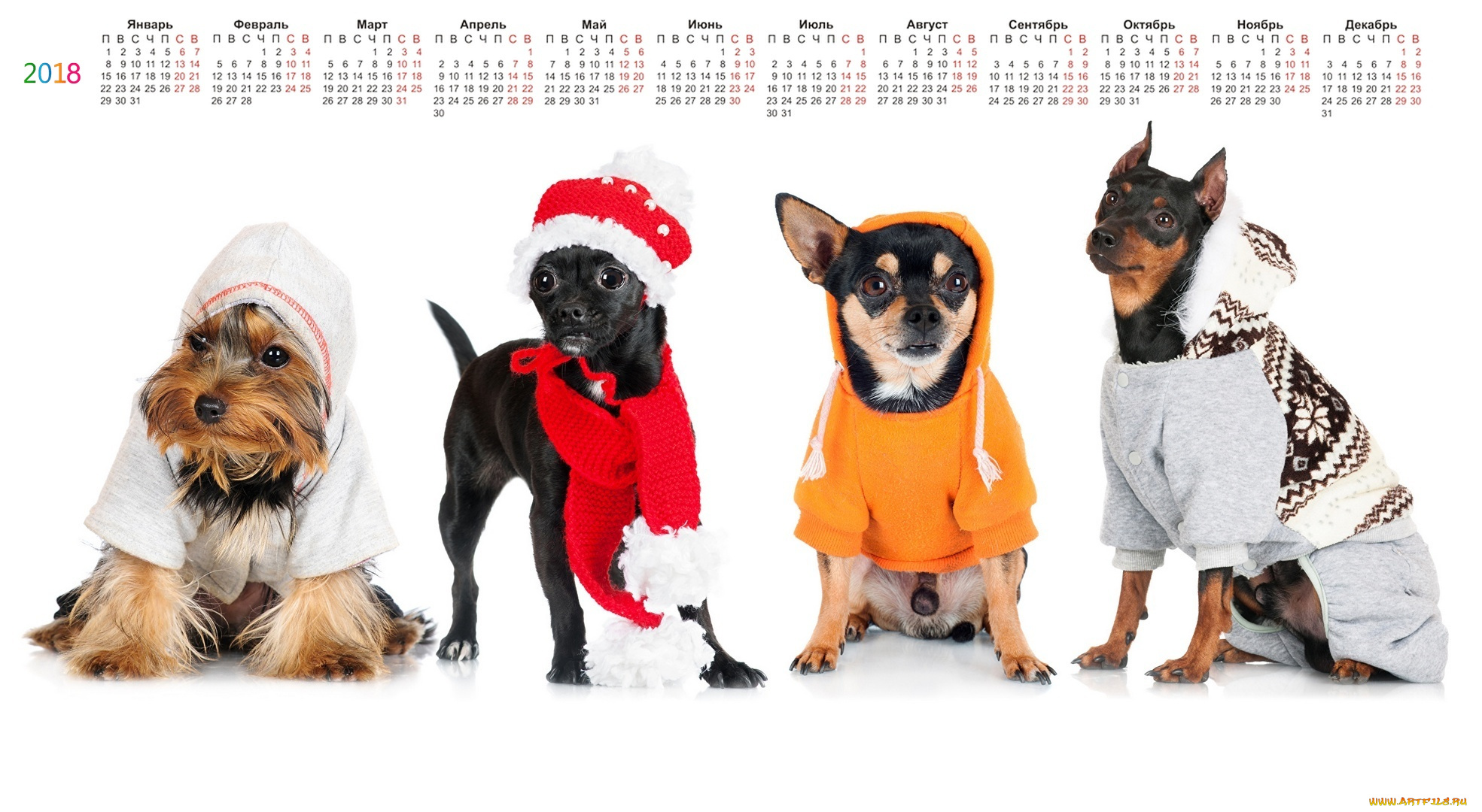 календари, животные, белый, фон, четверо, одежда, взгляд, собака