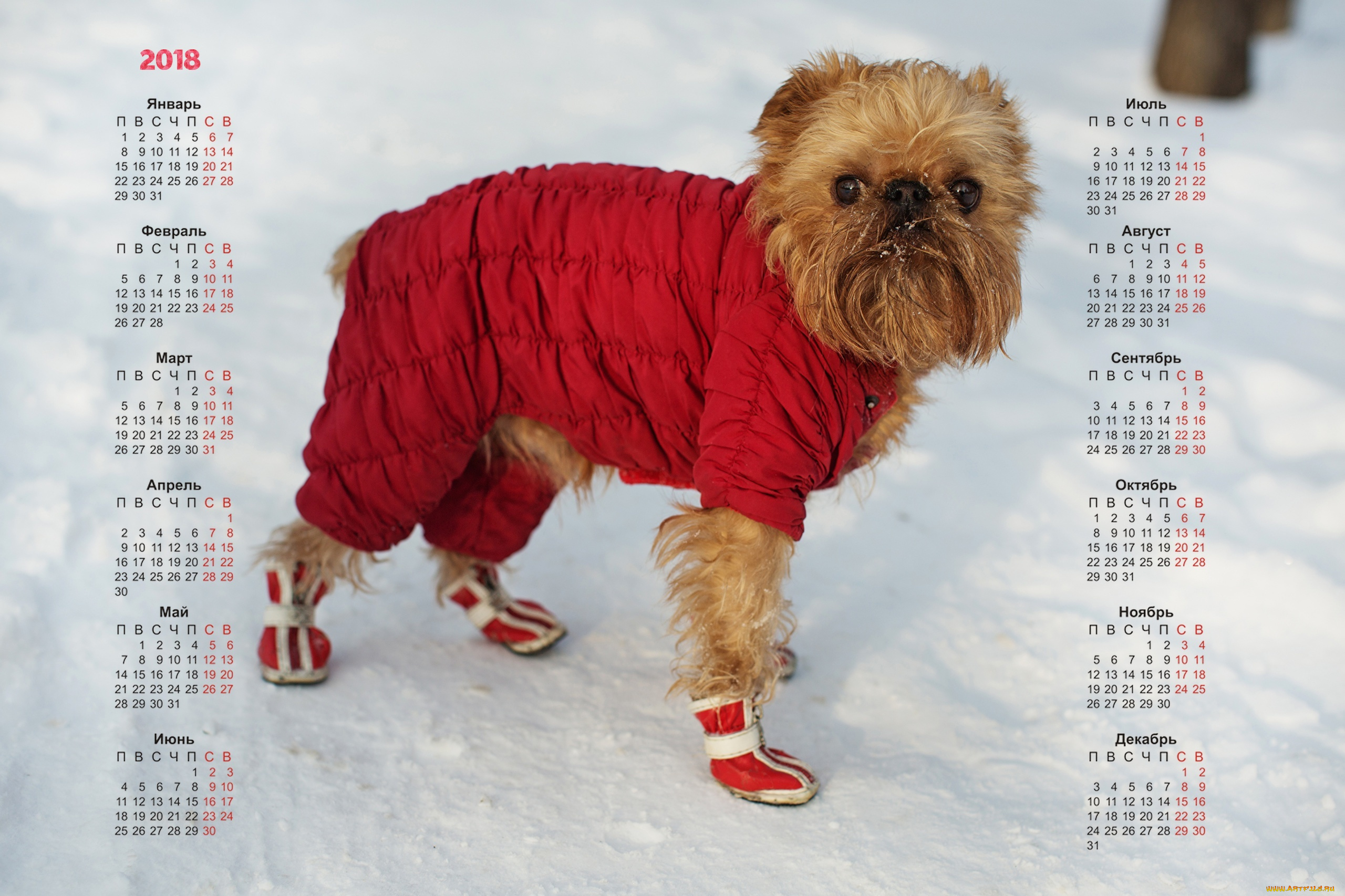 календари, животные, комбинезон, снег, взгляд, собака