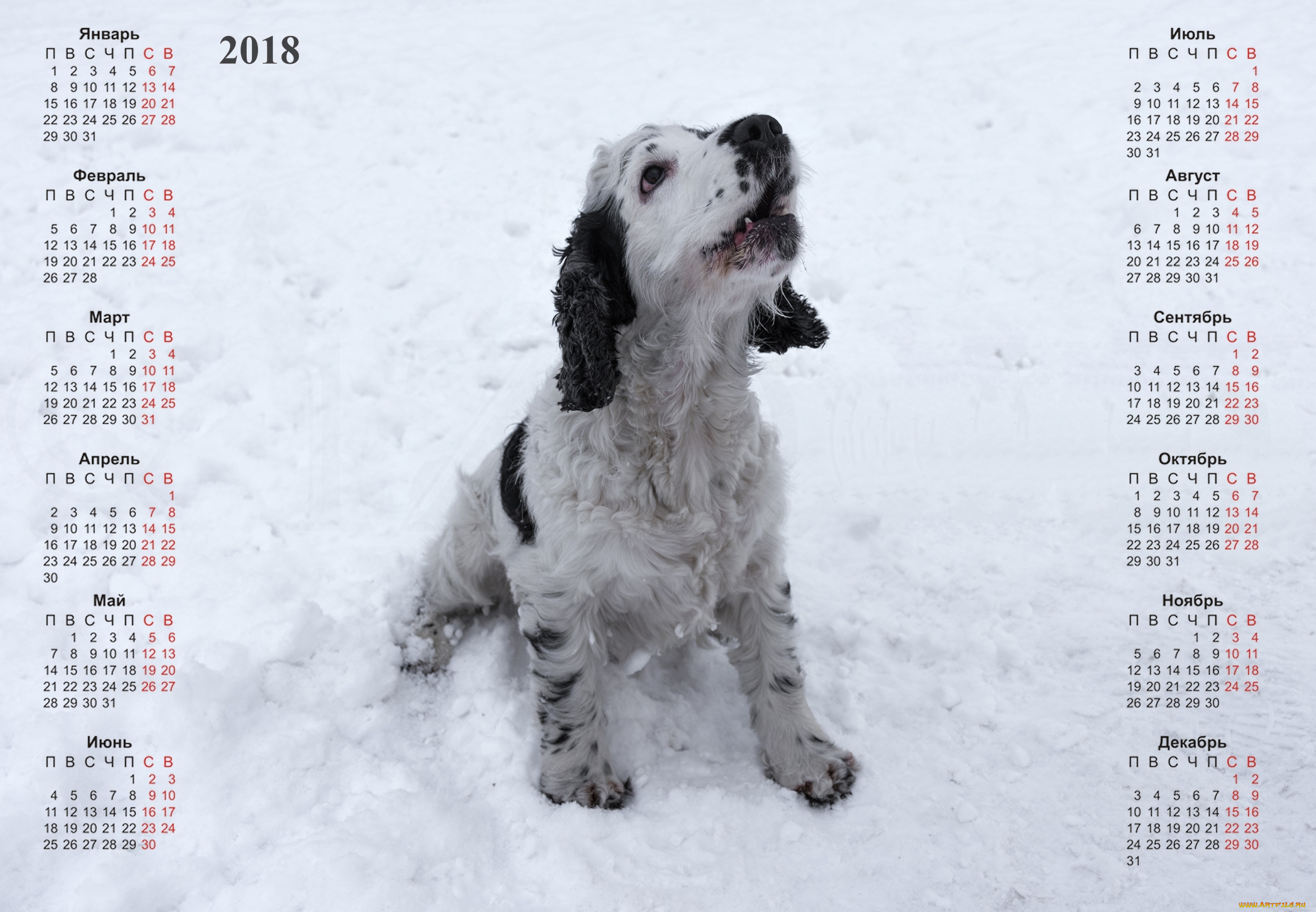 календари, животные, собака, снег, взгляд