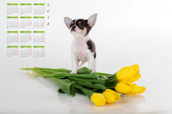 обоя календари, животные, цветы, собака, взгляд